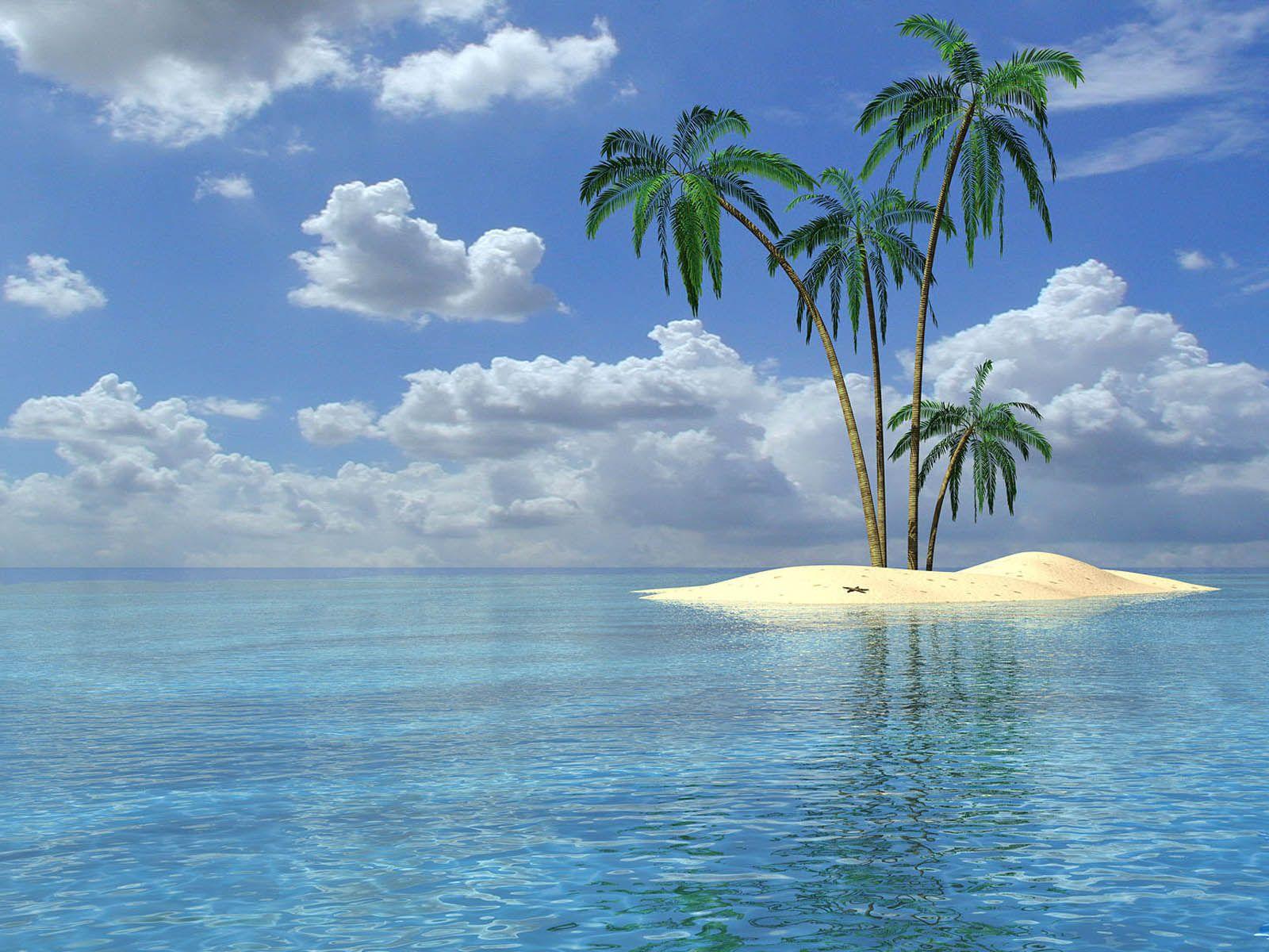 1600x1200 Palm Tree Computer Wallpaper