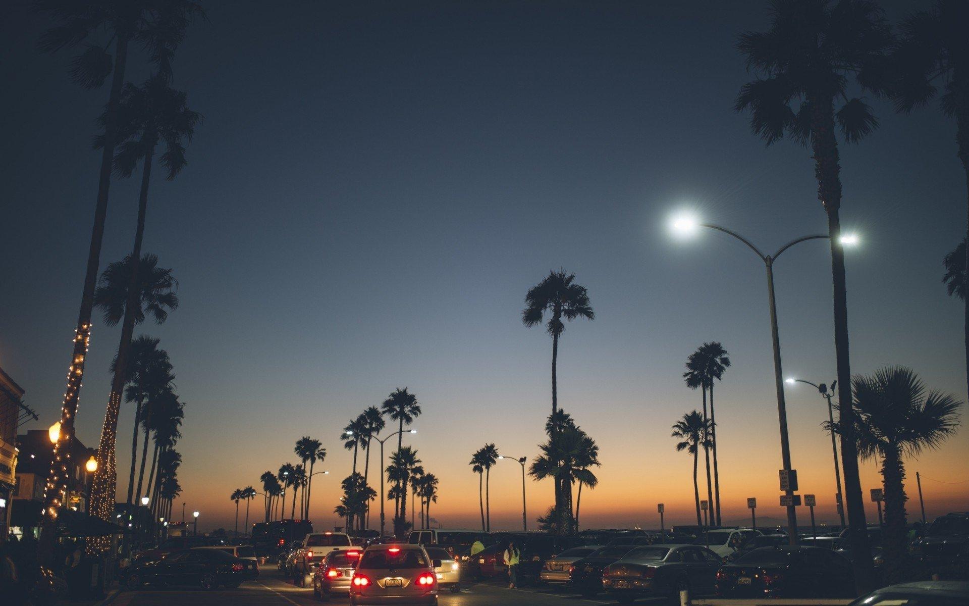 1920x1200 Palm Tree Computer Wallpaper (1920x1200 px)