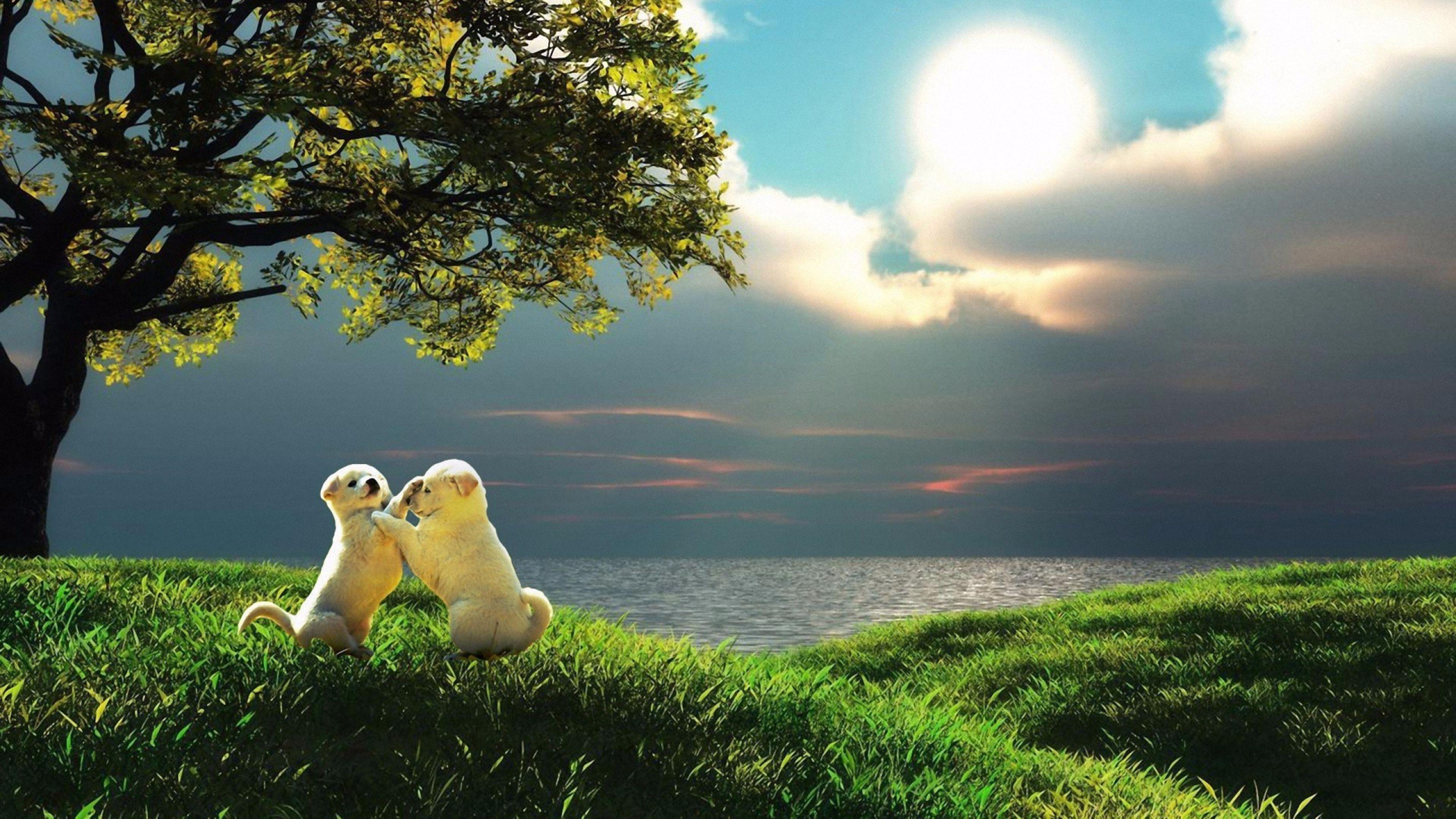 3840x2160 Widescreen Cute Nature K HD On Pics For Mobile Phones Wallpaper