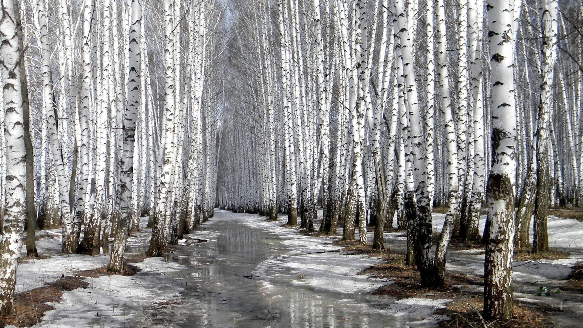 1920x1080 Birch Tree Wallpaper Free HD Wallpaper