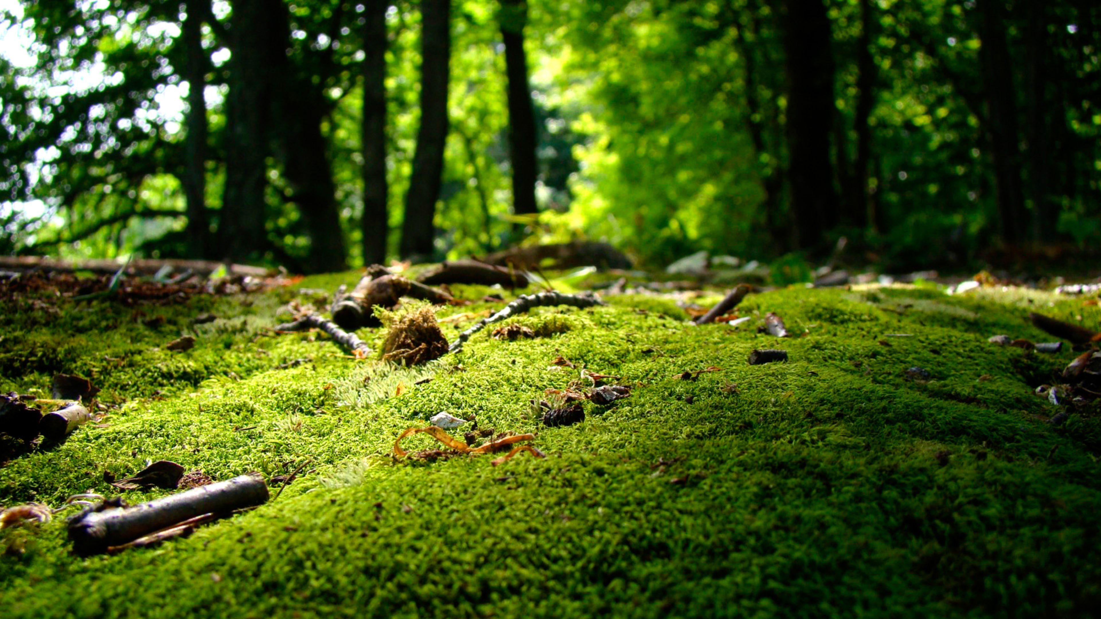 3840x2160 Free Inspiring Nature Wallpaper Desktop