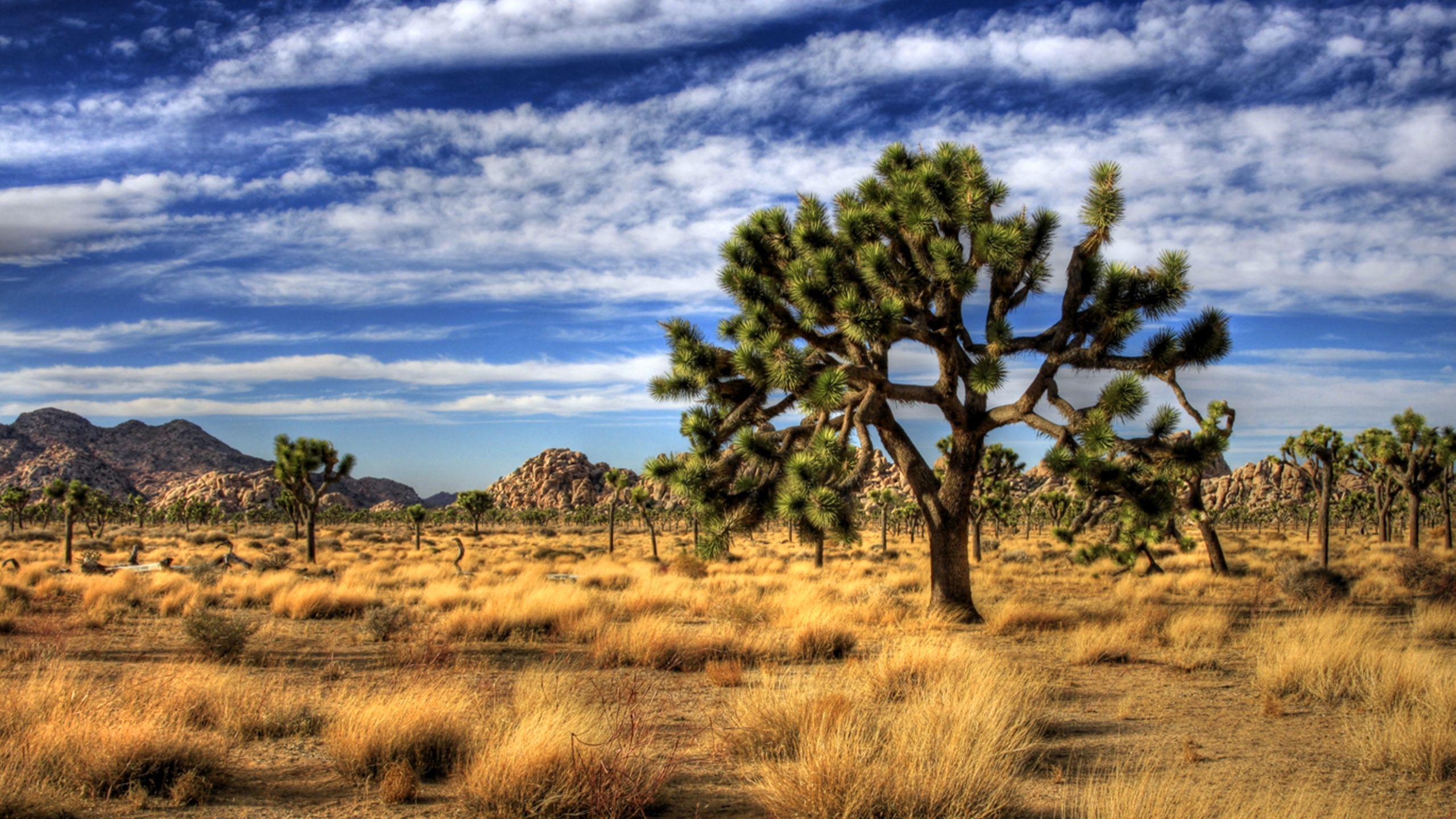 2560x1440 Lovely HD Joshua Tree Wallpaper