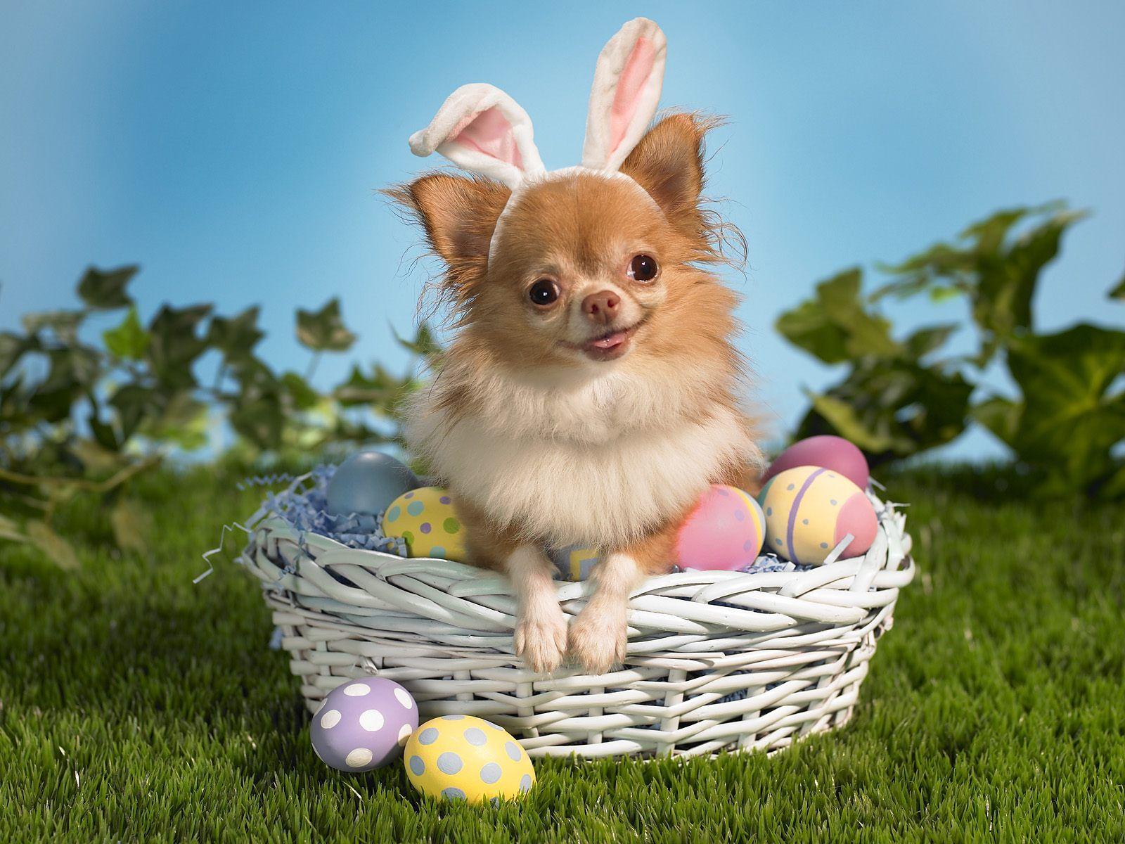 1600x1200 Free Easter Wallpaper For Computer