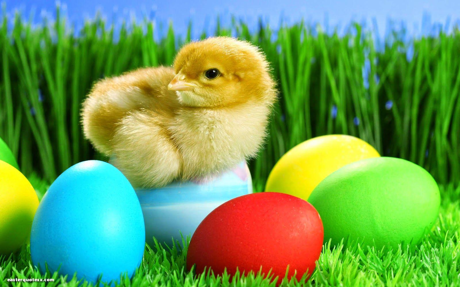 1600x1000 Easter Wallpaper HD download free colletion