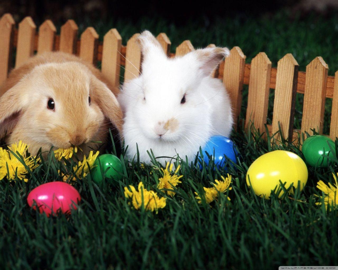 1280x1024 Free Easter Computer Wallpaper HD Wallpaper & Background Download