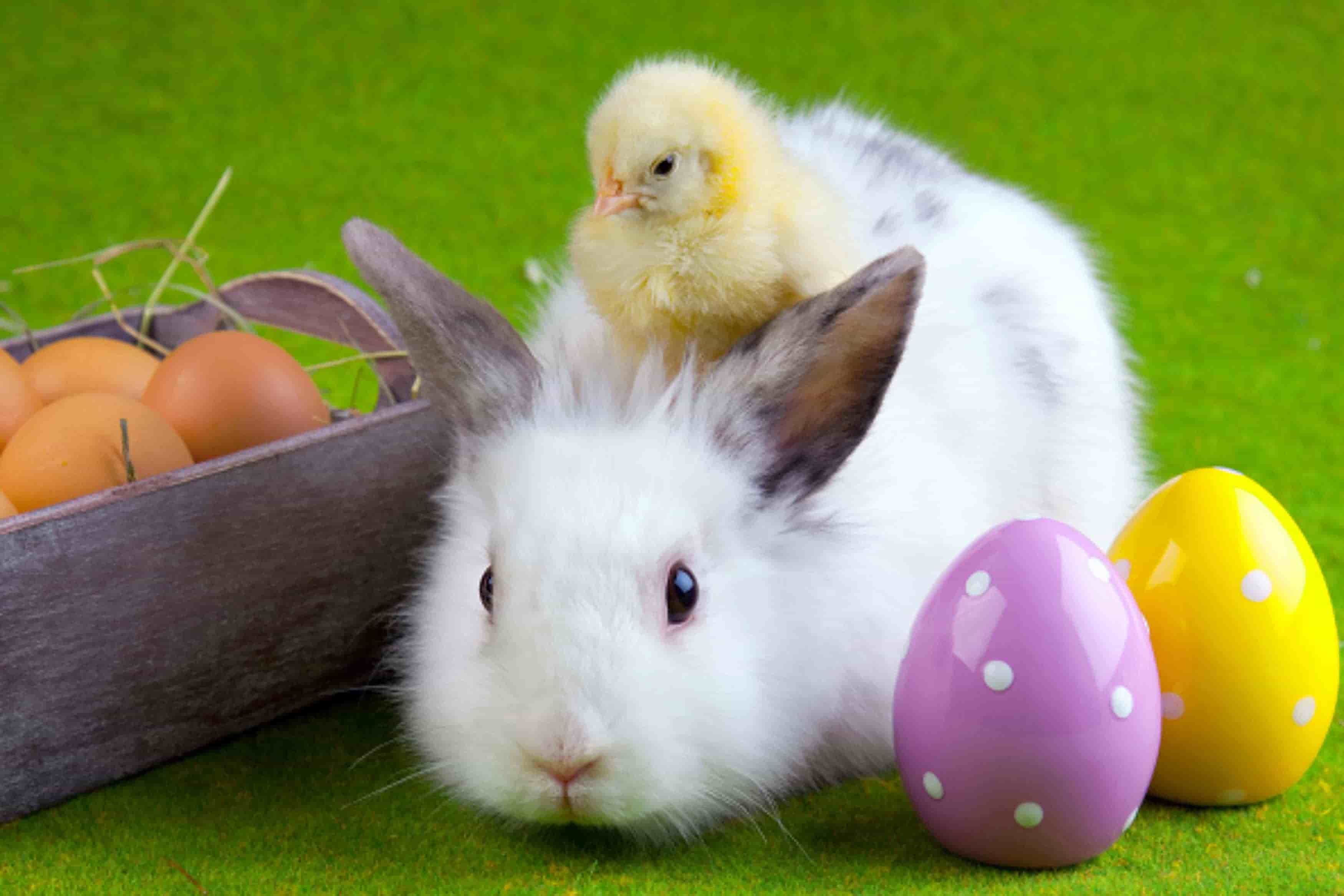 3500x2333 Easter Chicks Desktop Background. Beautiful Widescreen Desktop Wallpaper, Desktop Wallpaper and Naruto Desktop Background