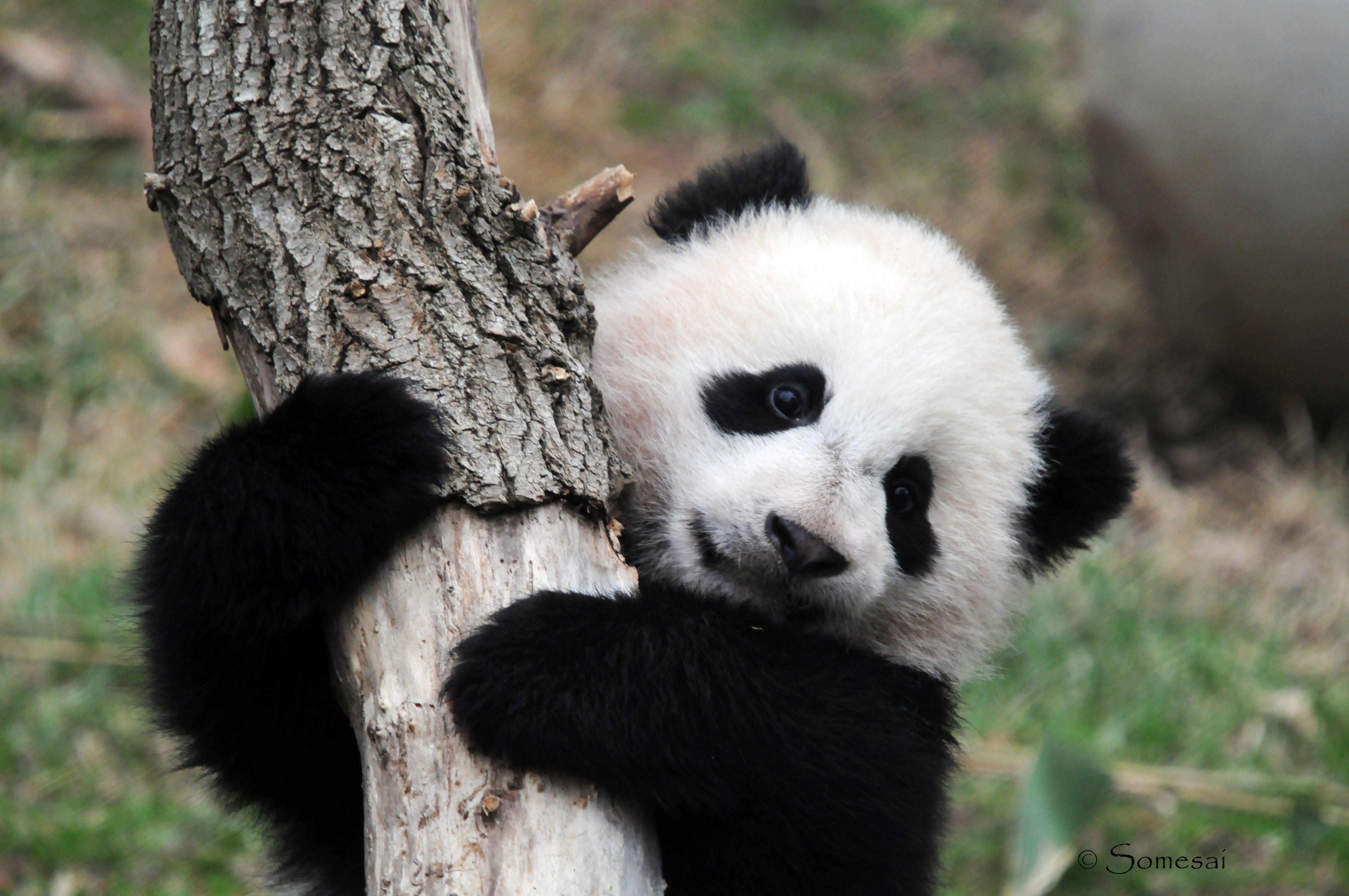 4288x2848 Cute Baby Panda Wallpaper