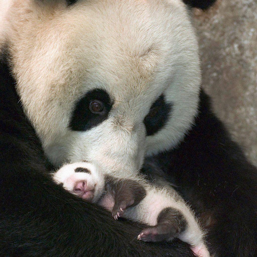 1024x1024 Animals Baby Panda iPhone HD Wallpaper Free