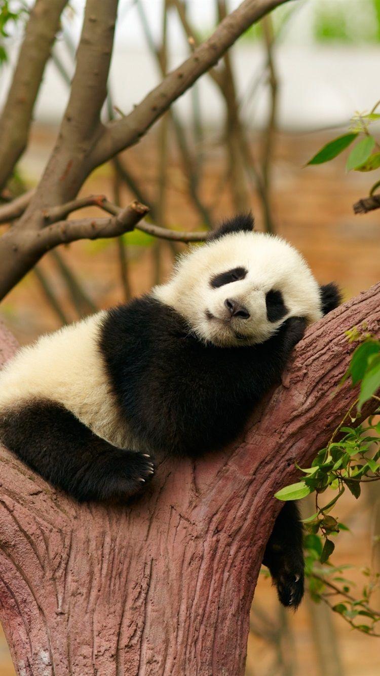 Baby Panda iPhone Wallpapers - Top Free Baby Panda iPhone Backgrounds -  WallpaperAccess