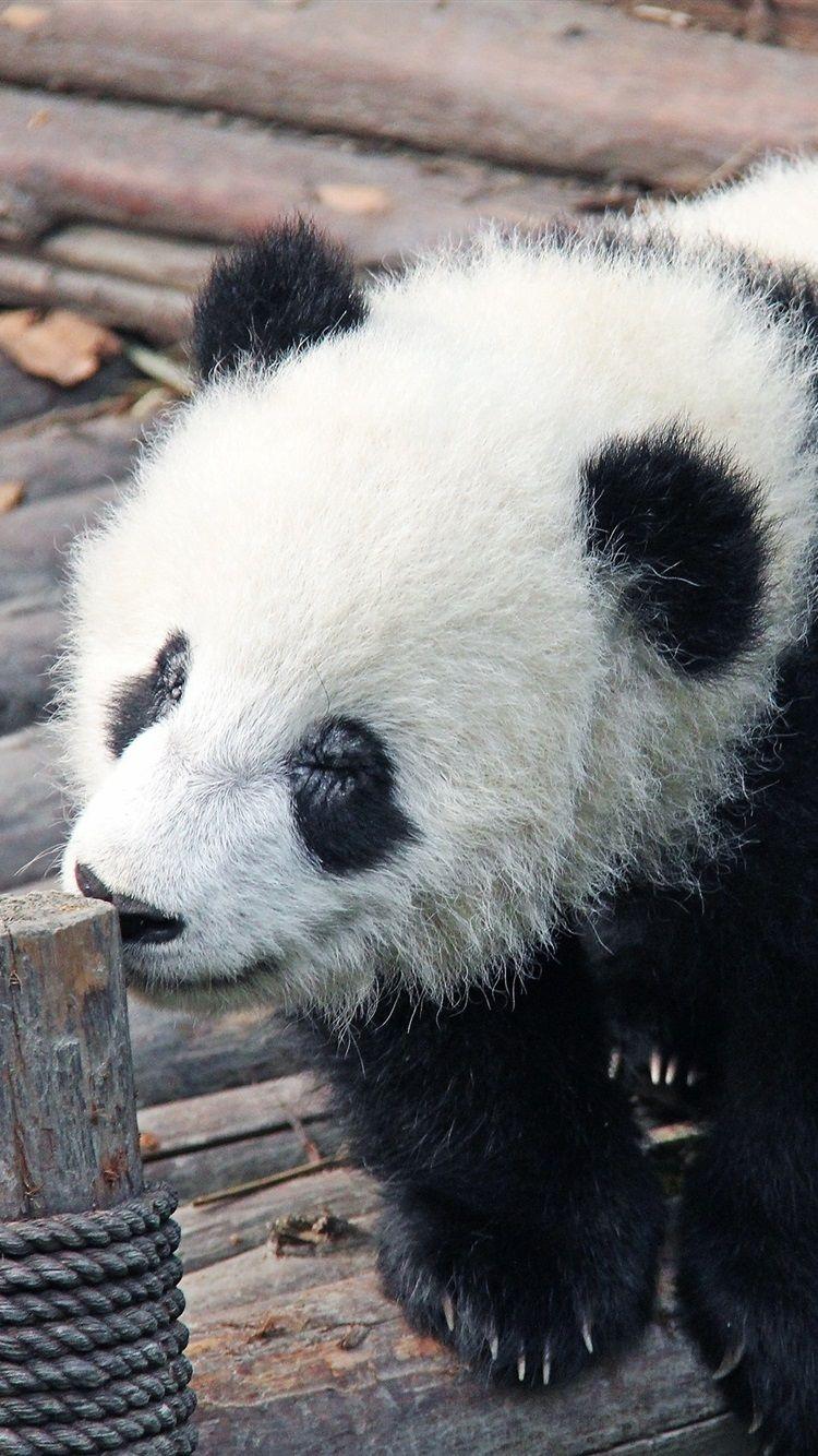 750x1334 Wallpaper Panda baby 2880x1800 HD Picture, Image