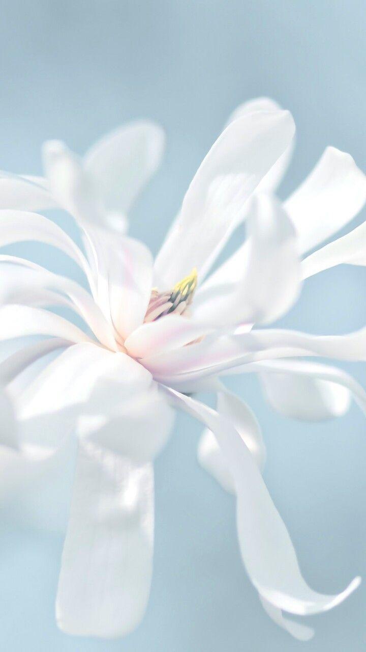 Pastel Blue Flower Wallpapers Top Free Pastel Blue Flower Backgrounds