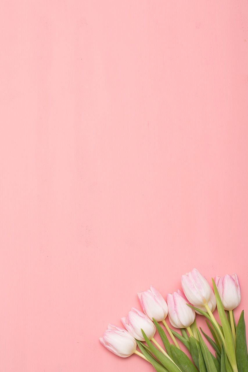 Spring tulip flowers on pink background top view in flat lay style  21156193 Stock Photo at Vecteezy