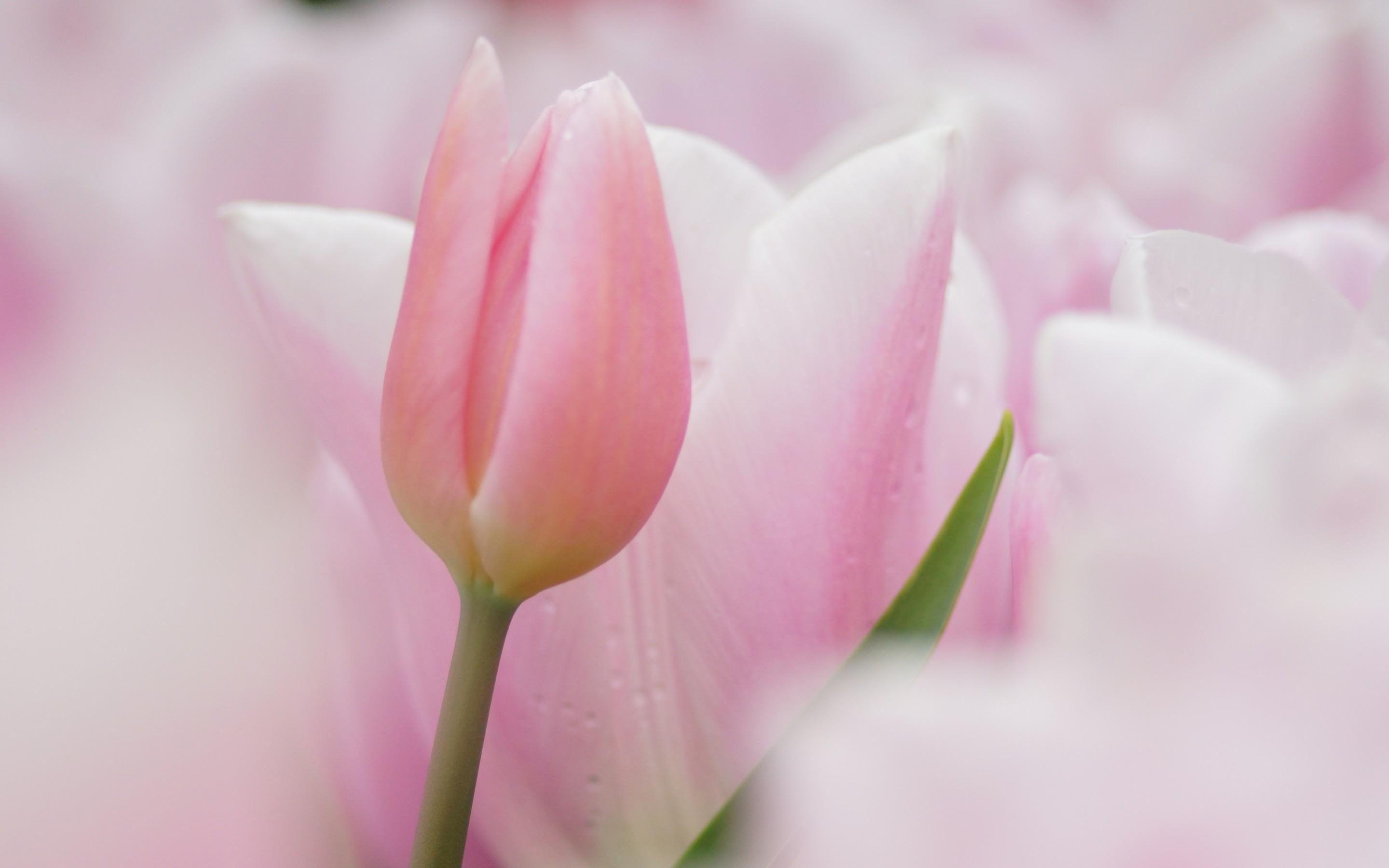 2880x1800 So soft and pale* #soft #nature #pastel #tulips #pale #flowers #pink K # wallpaper #hdwallpaper #desktop. Flowers, Tulips, Flower image