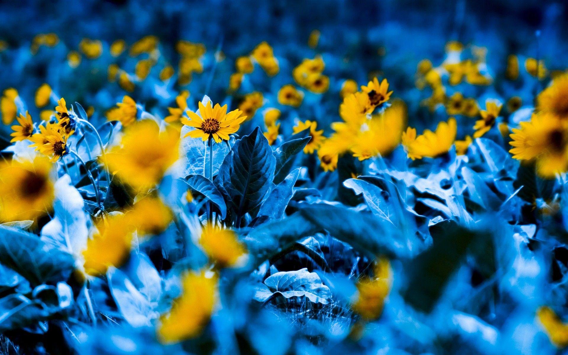 1920x1200 Yellow and Blue