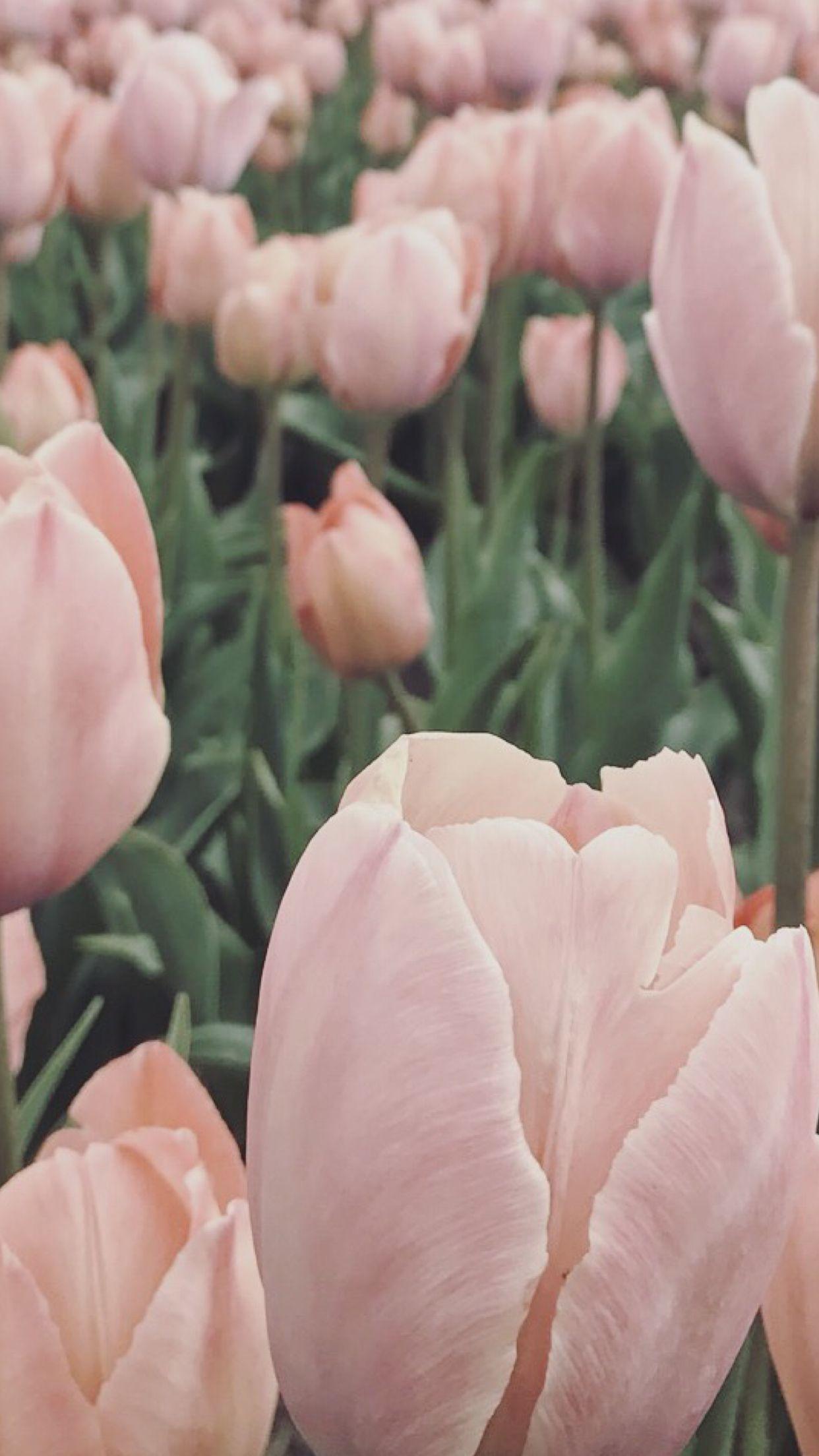 Tulip Wallpaper Download  MobCup