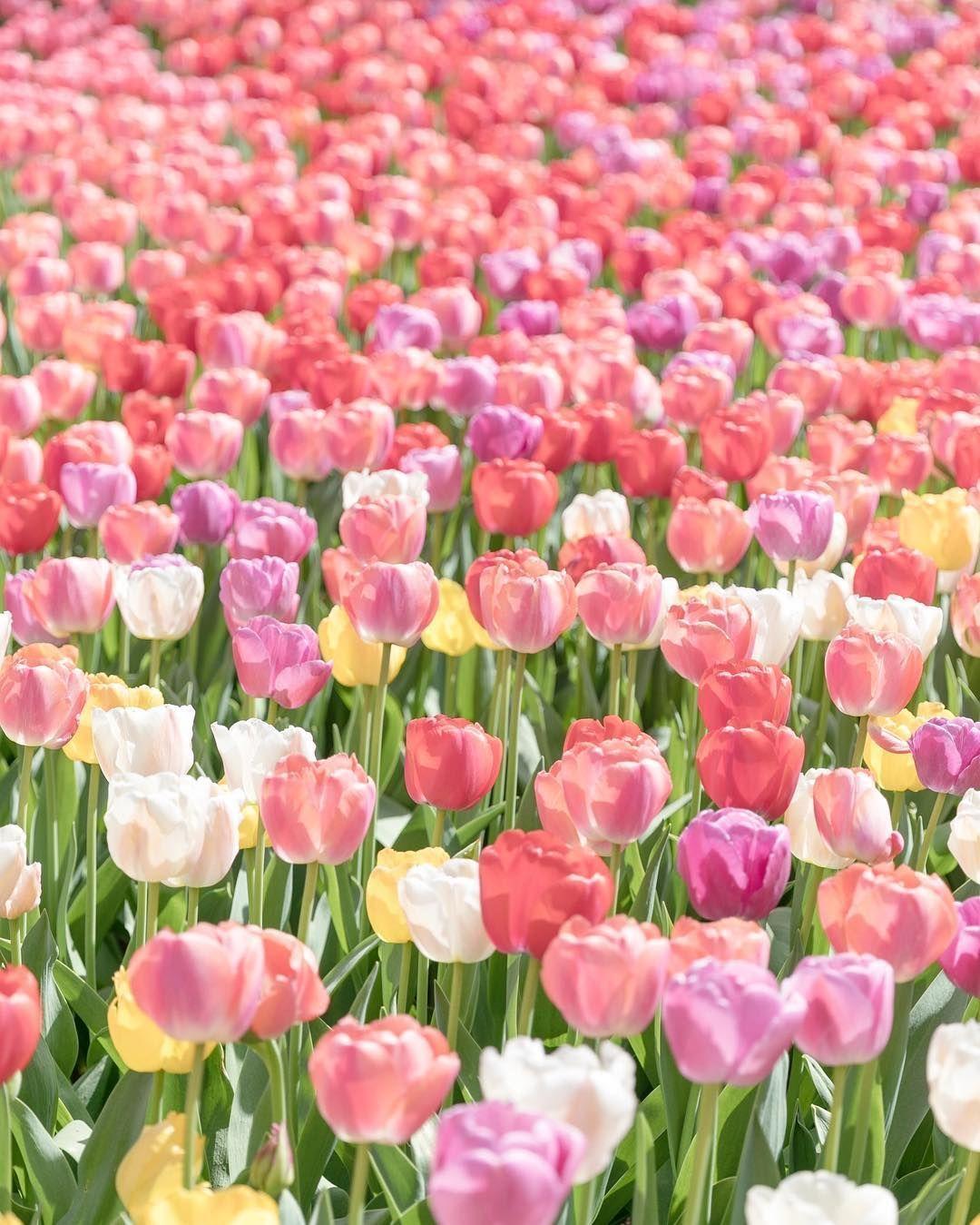 Pastel Tulips Wallpapers Top Free Pastel Tulips Backgrounds