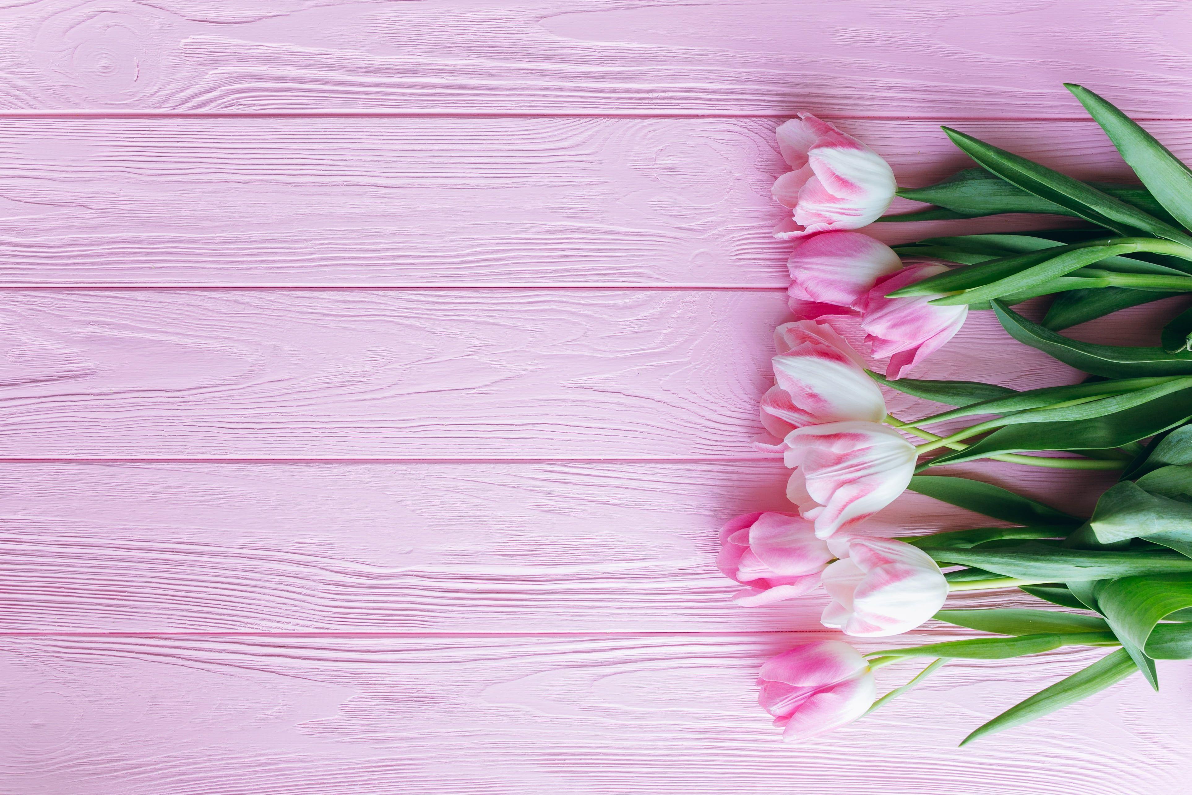 Pastel Tulips Wallpapers Top Free Pastel Tulips Backgrounds