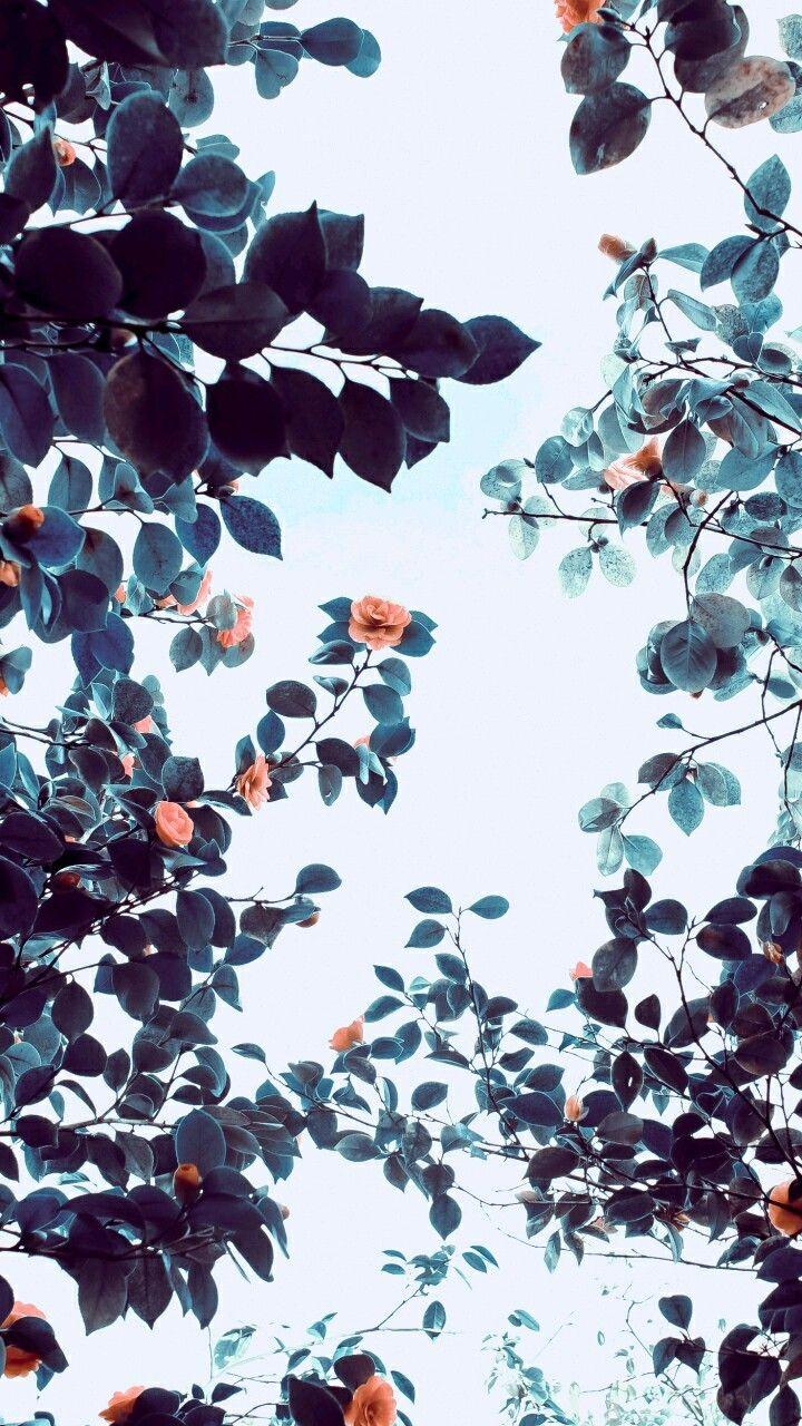 720x1280 art, background, beautiful, beauty, blue, color, colorful, design, fashion, fashionable, flowers, girly, inspiration, lady, leaves, luxury, nature, pastel, pink, pink flowers, pretty, soft, still life, style, wallpaper, wallpaper, we heart it, pink