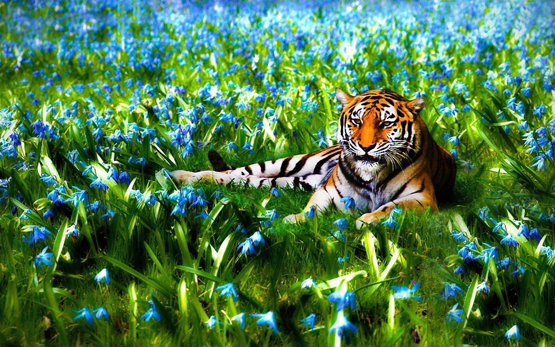 Nature Animals HD Wallpapers - Top Free Nature Animals HD Backgrounds -  WallpaperAccess