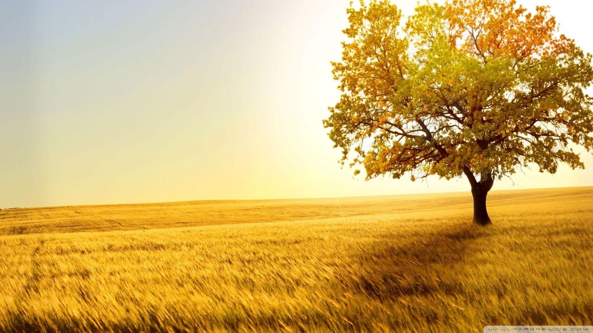 1920x1080 Landscape Nature Trees Fields Ultra HD Desktop Background Wallpaper for 4K UHD TV : Multi Display, Dual Monitor : Tablet