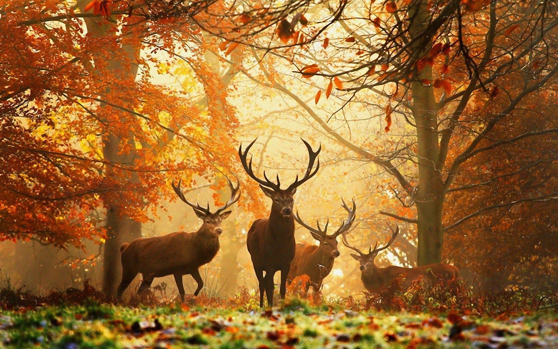 1920x1200 Nature Animals HD Wallpaper (2014) 3