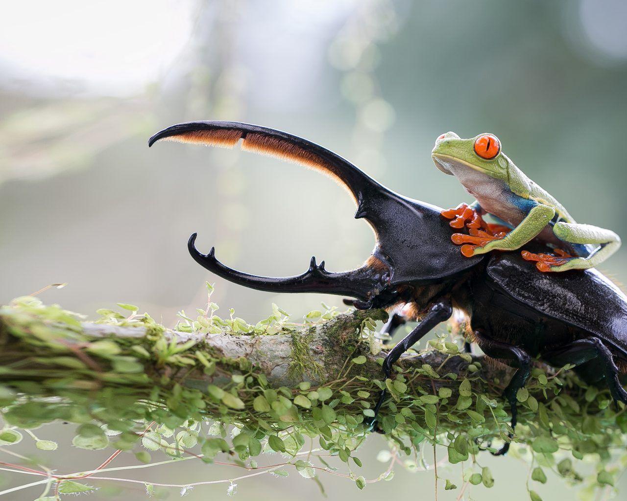 1280x1024 Nature Animals Green Frog With Red Eyes Insect Deer Branch With Green Leaves Macro HD Wallpaper :