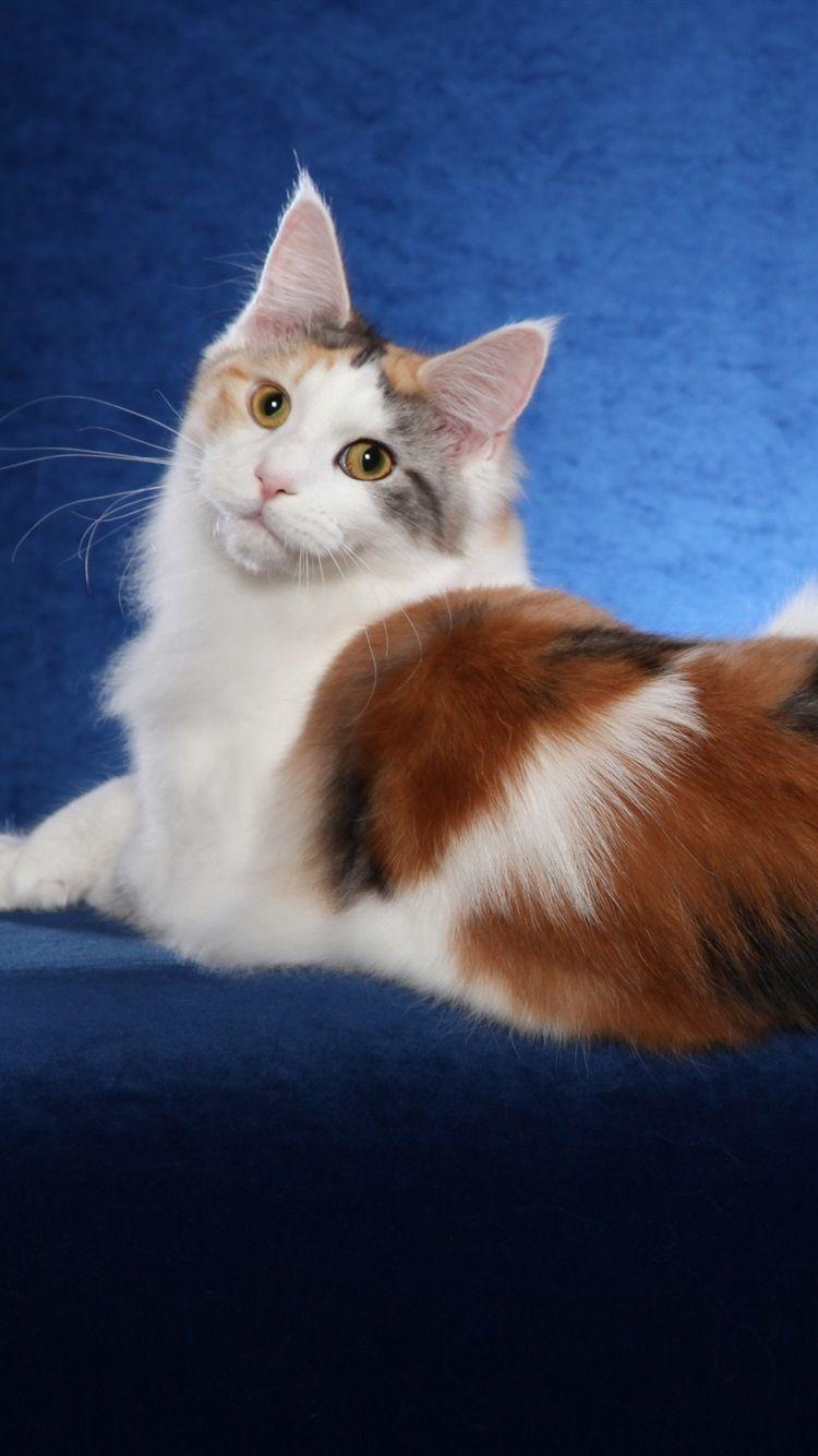 750x1334 Maine Coon Cat, White Brown, Blue Background 750x1334 IPhone 8 7 6 6S Wallpaper, Background, Picture, Image