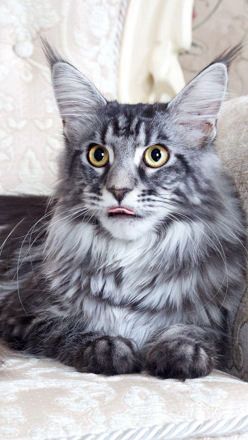 800x1420 Download Wallpaper 800x1420 Maine Coon, Cat, Fluffy, Chair, Lie Iphone Se 5s 5c 5 For Parallax HD Background