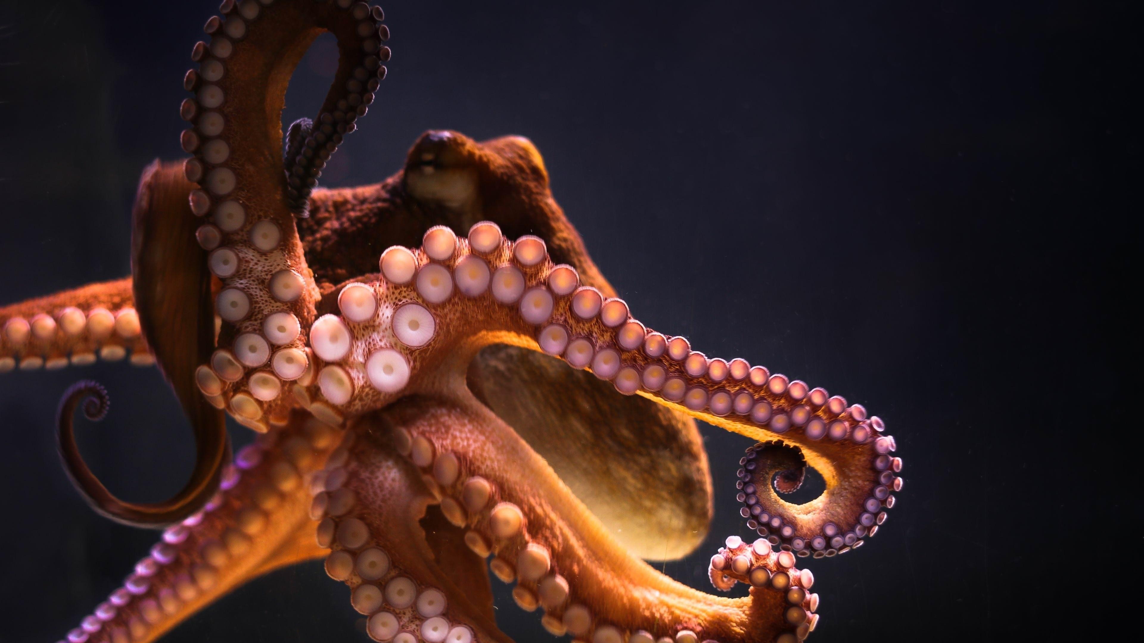 simple desktops octopus