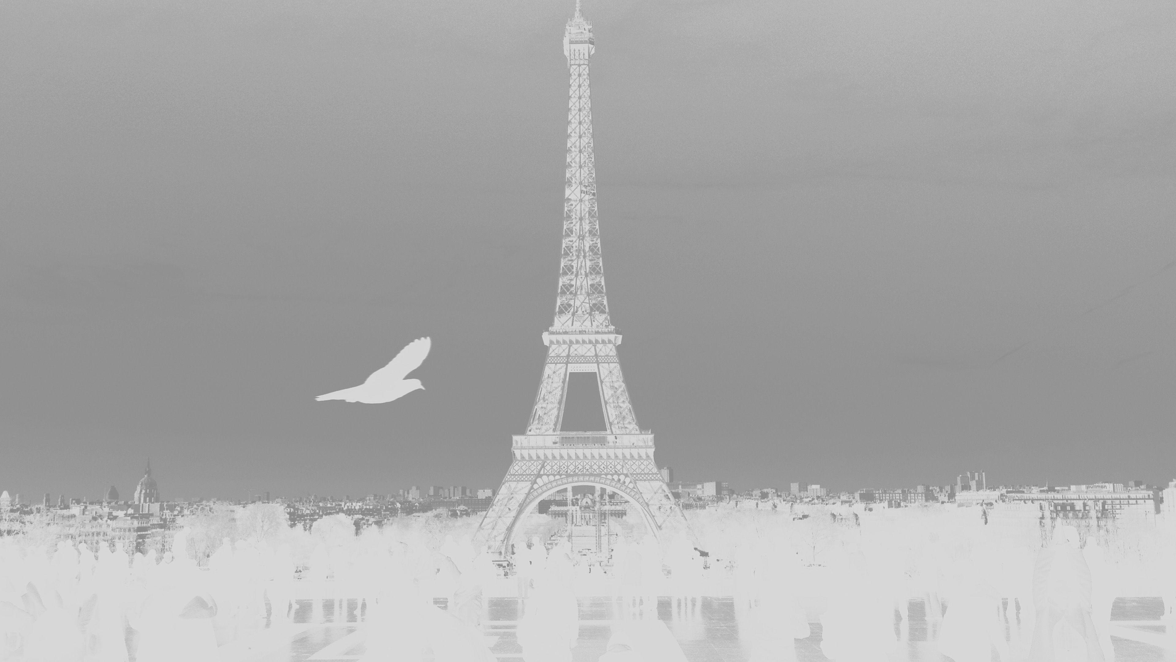 3840x2160 Paris Eiffel Tower Tour Dark Bw Bird France White Wallpaper
