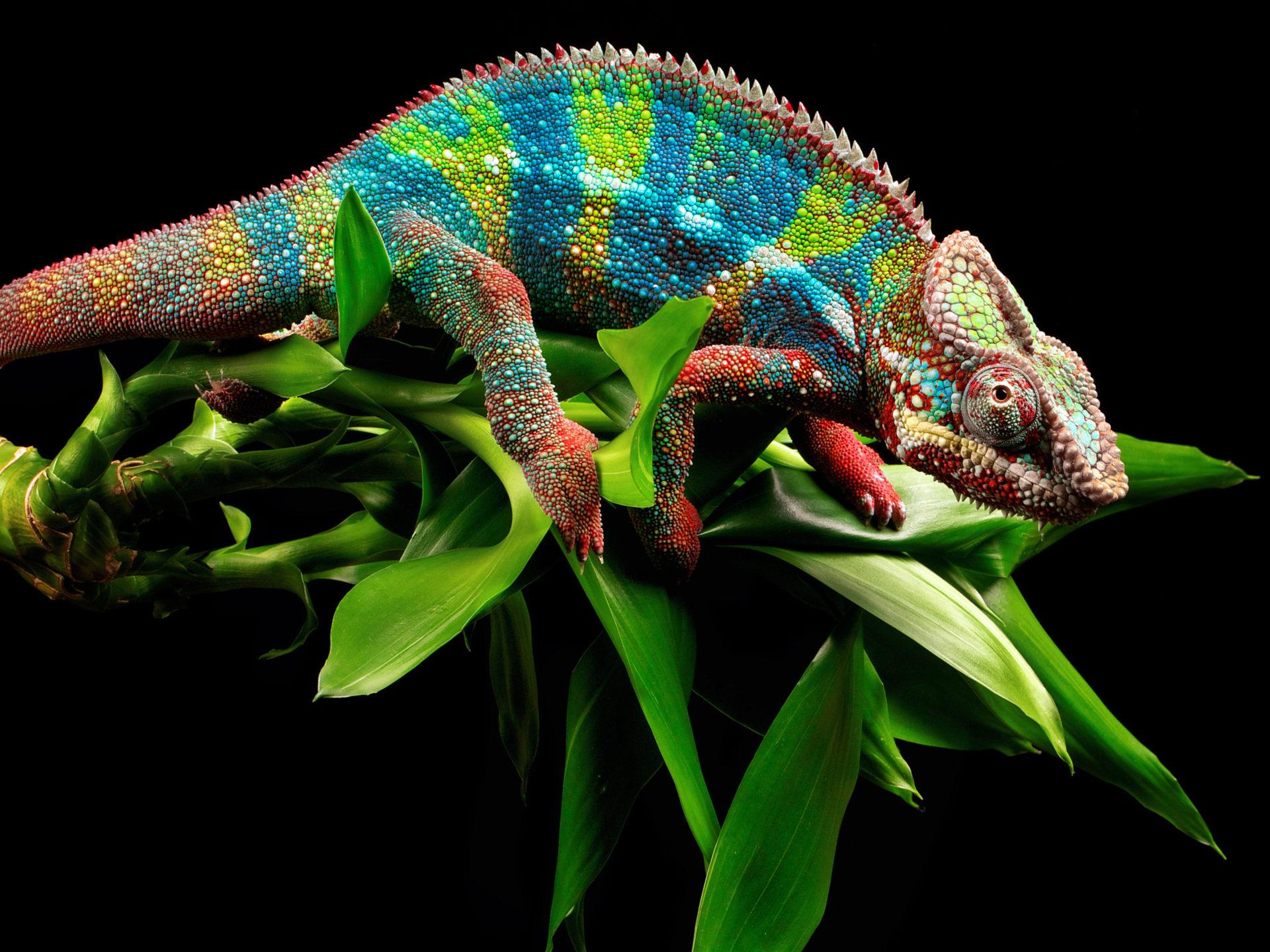 1920x1440 Green Lizard Beautiful Ultra HD 4K Laptop Wallpaper
