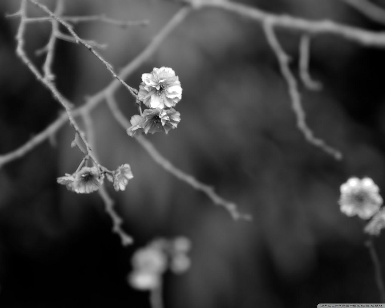 1280x1024 Japanese Garden Black And White Ultra HD Desktop Background Wallpaper for 4K UHD TV : Multi Display, Dual Monitor : Tablet