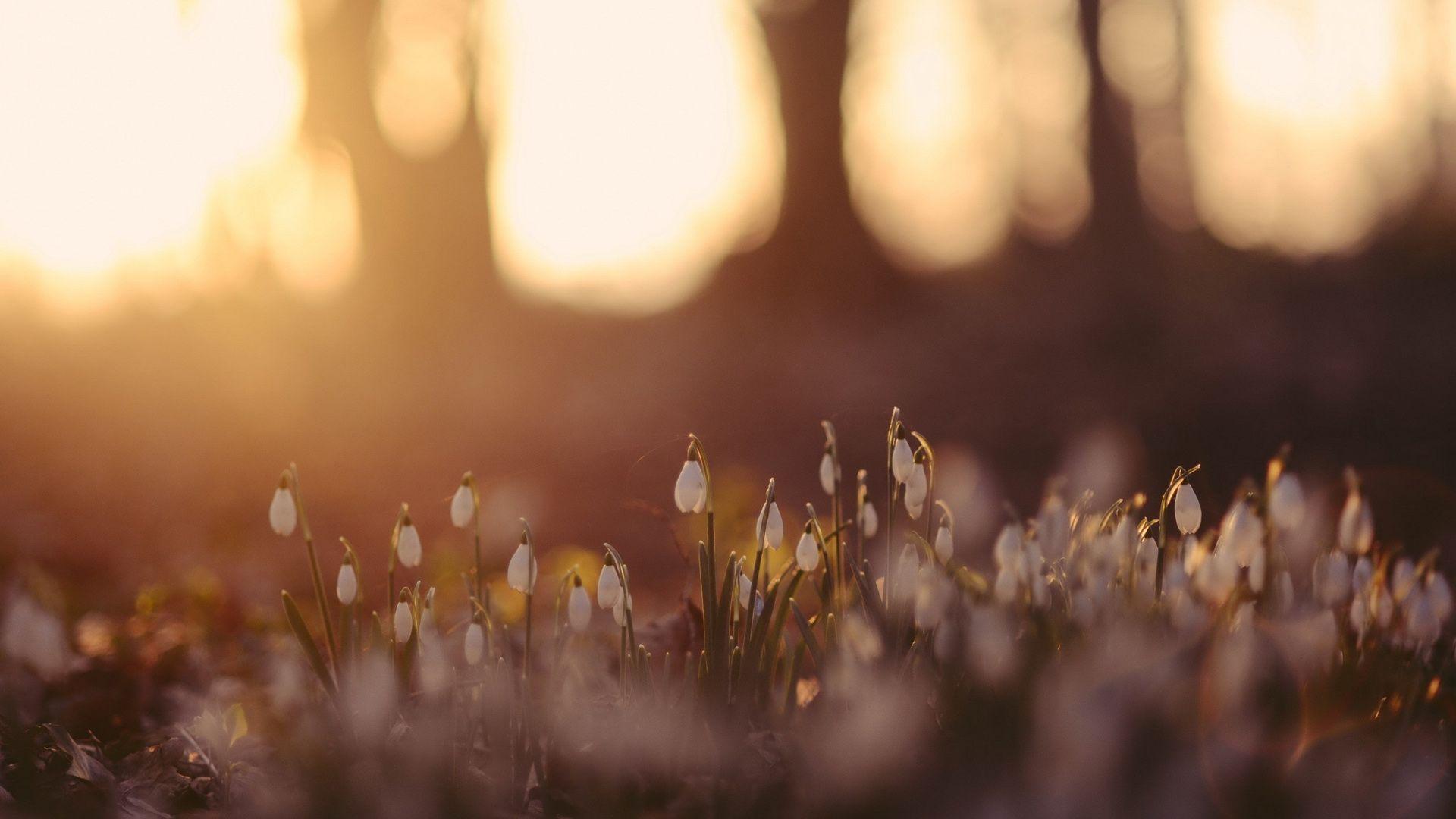 1920x1080 Stunning Depth of Field wallpaperx1080