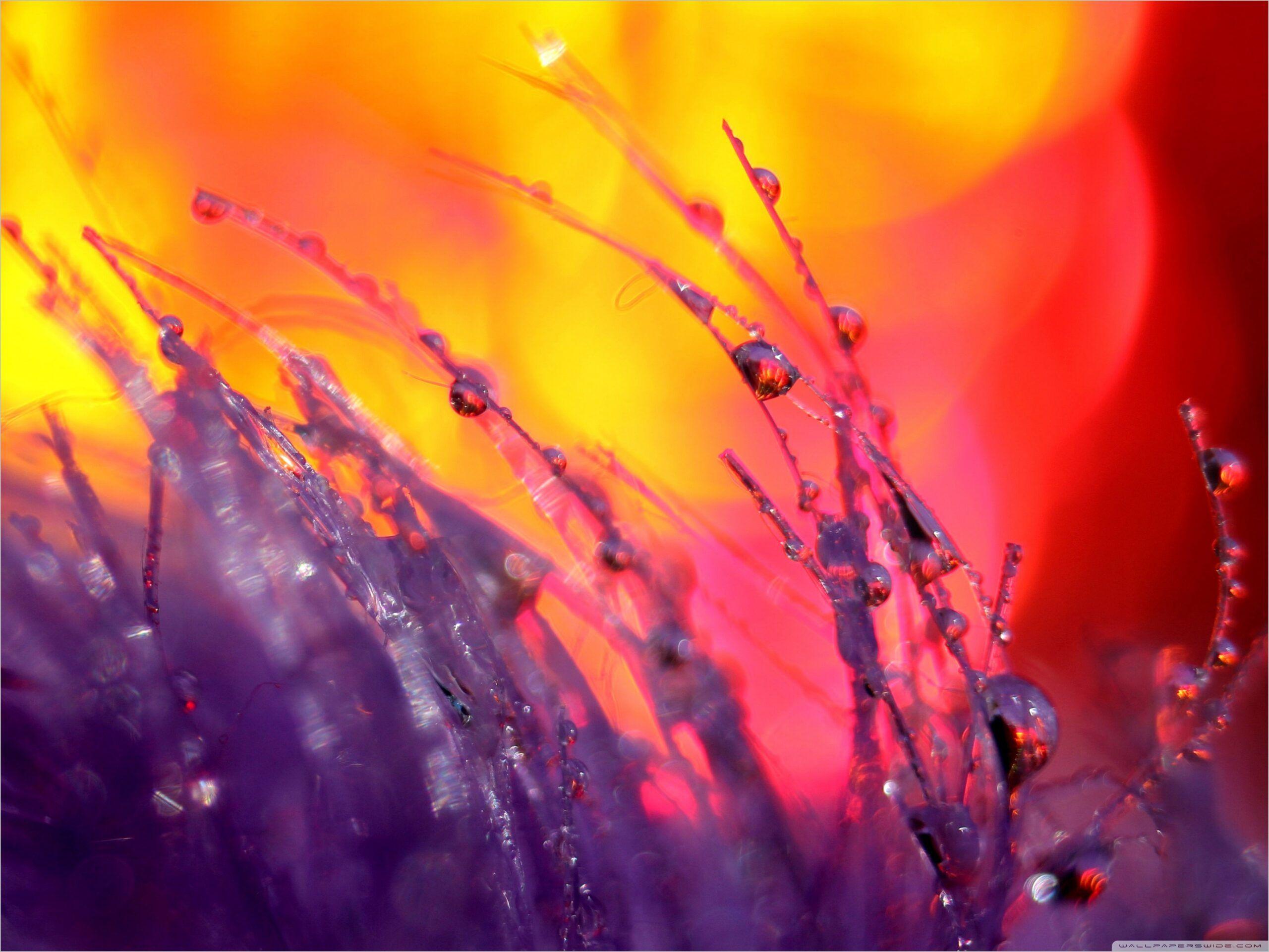 2560x1921 Depth Of Field Wallpaper 4k. Field wallpaper, Depth of field, Wallpaper
