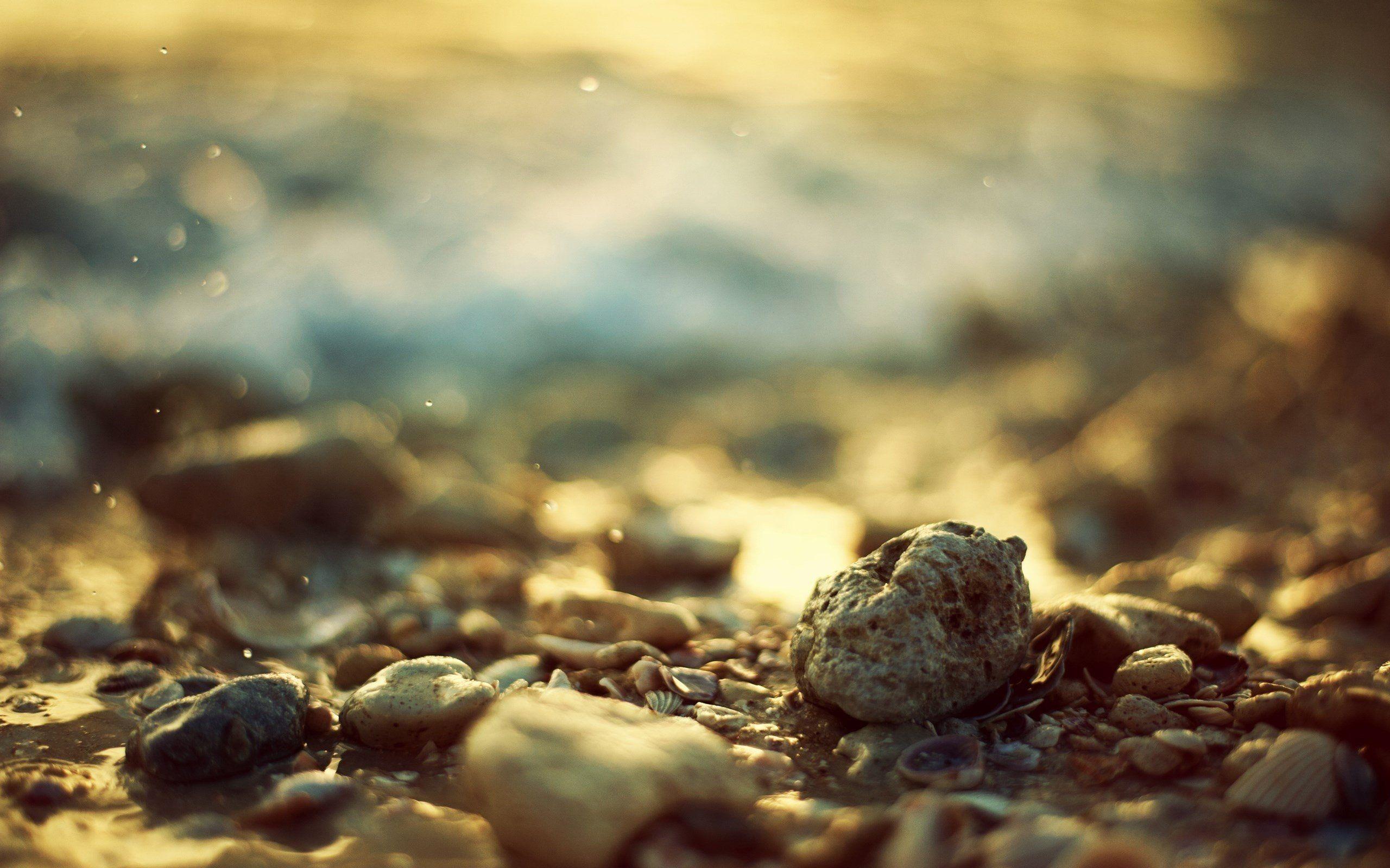 2560x1600 Stones seashells depth of field wallpaperx1600