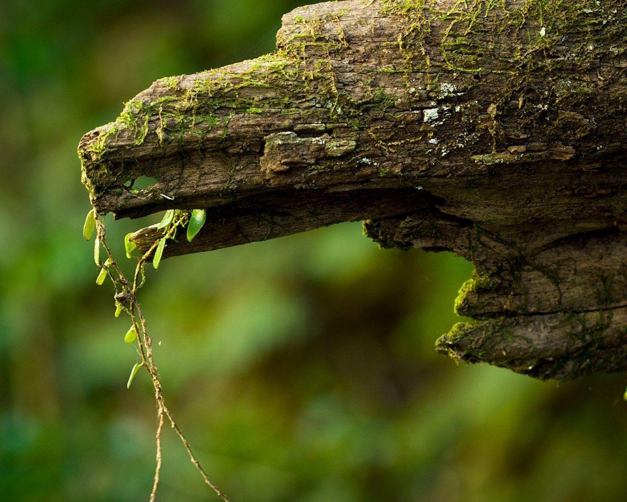 1280x1024 Free download Wallpaper Nature Depth of Field Wallpaper HD [1920x1080] for your Desktop, Mobile & Tablet. Explore Wallpaper with Depth. Christian Wallpaper With Bible Verses, Wallpaper with Quotes, Wallpaper