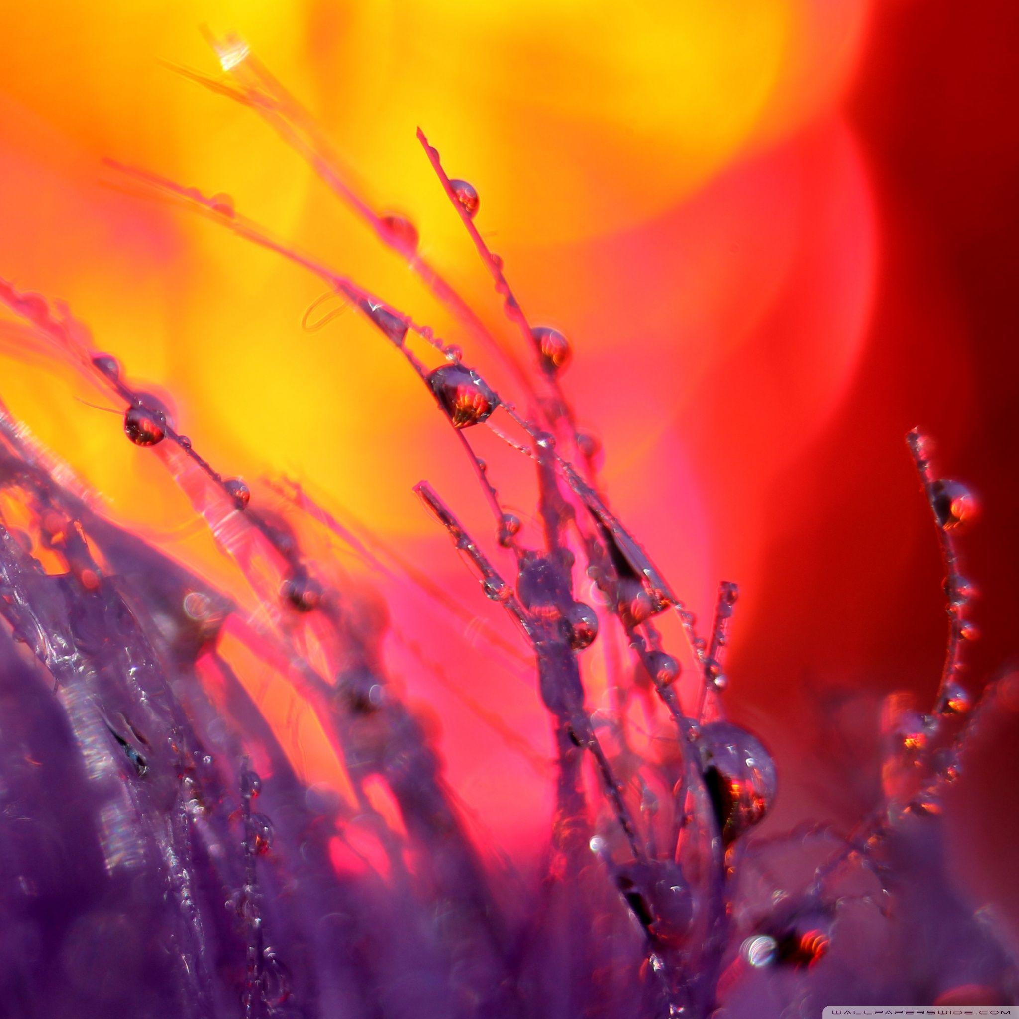 2048x2048 Depth Of Field Ultra HD Desktop Background Wallpaper for 4K UHD TV : Widescreen & UltraWide Desktop & Laptop : Tablet