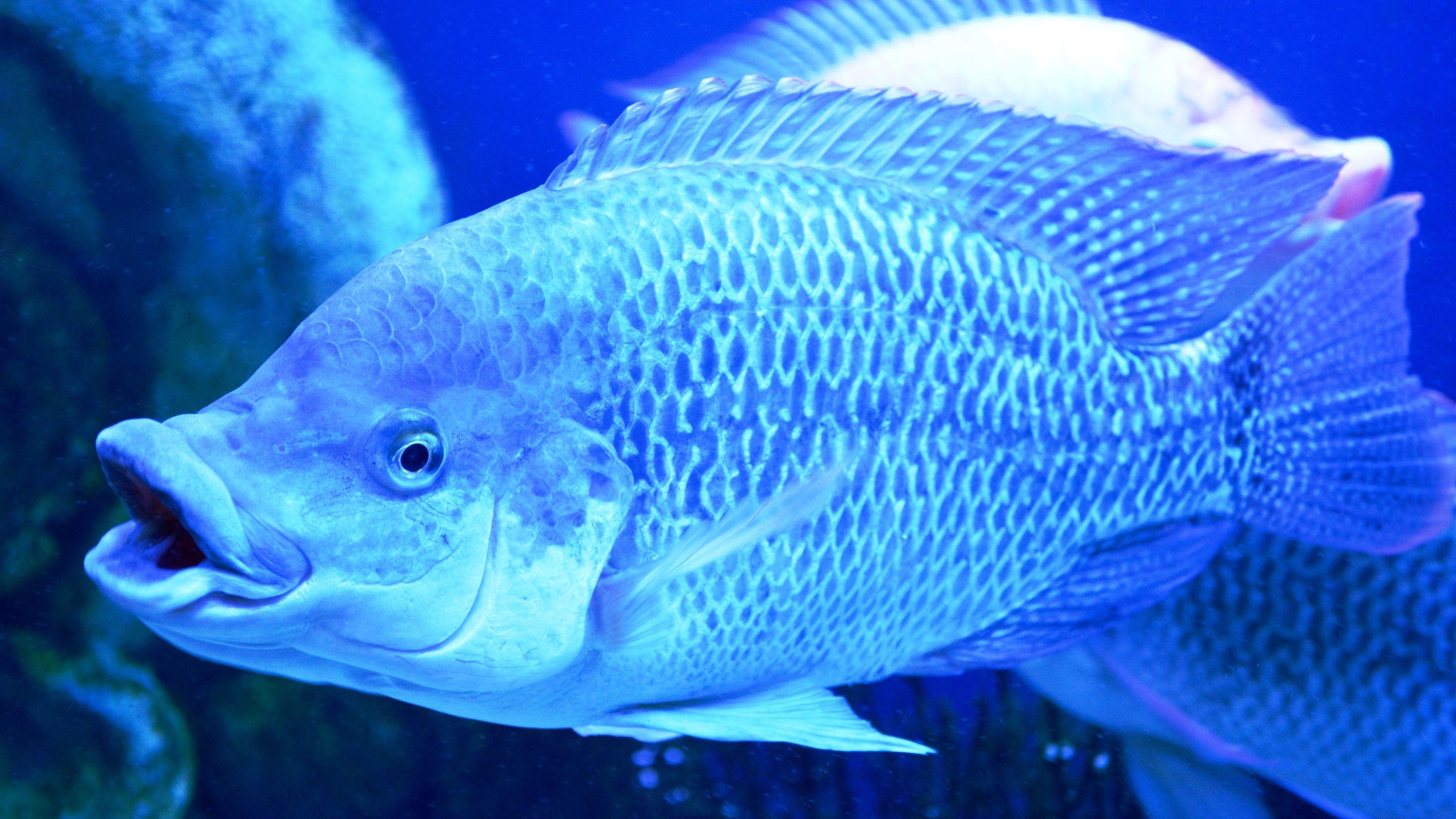 3840x2160 Wallpaper Fish, scales, under blue light 3840x2160 UHD 4K Picture, Image