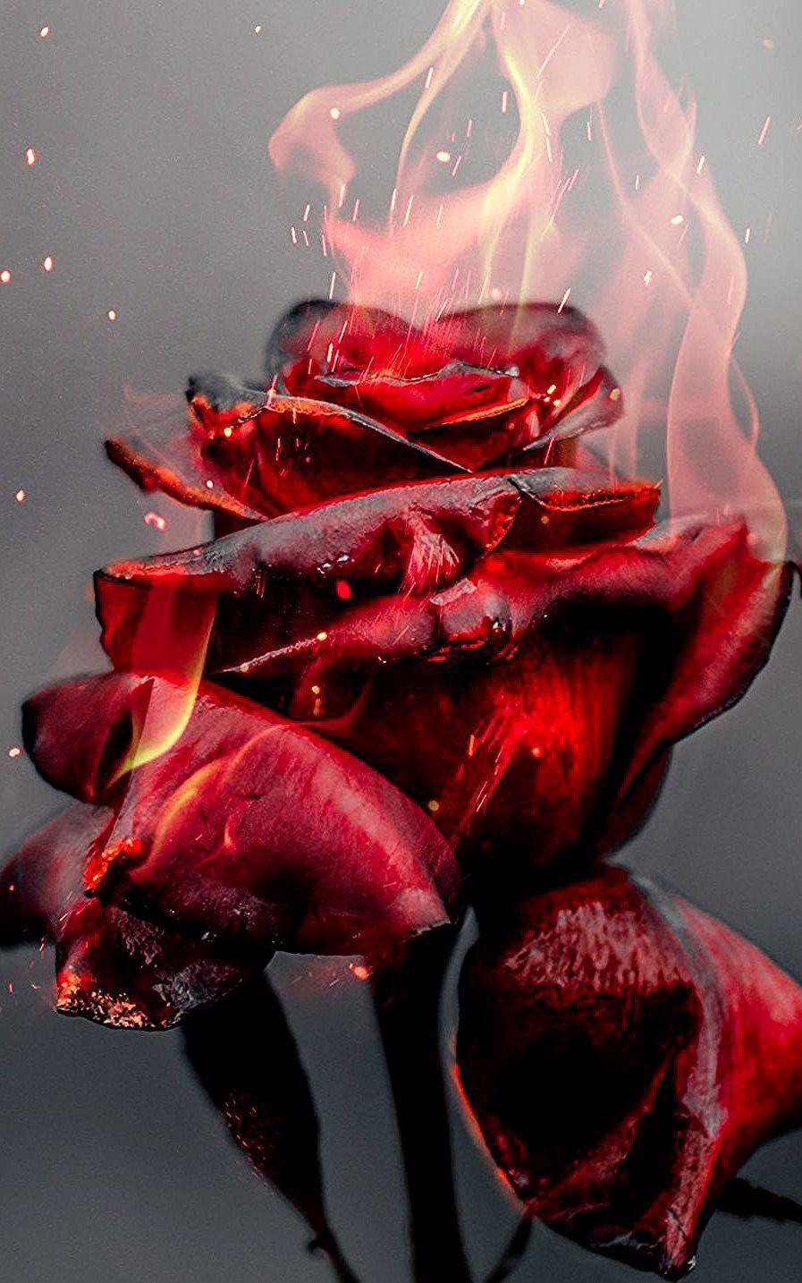 Hình nền hoa hồng trong lửa 897x1434