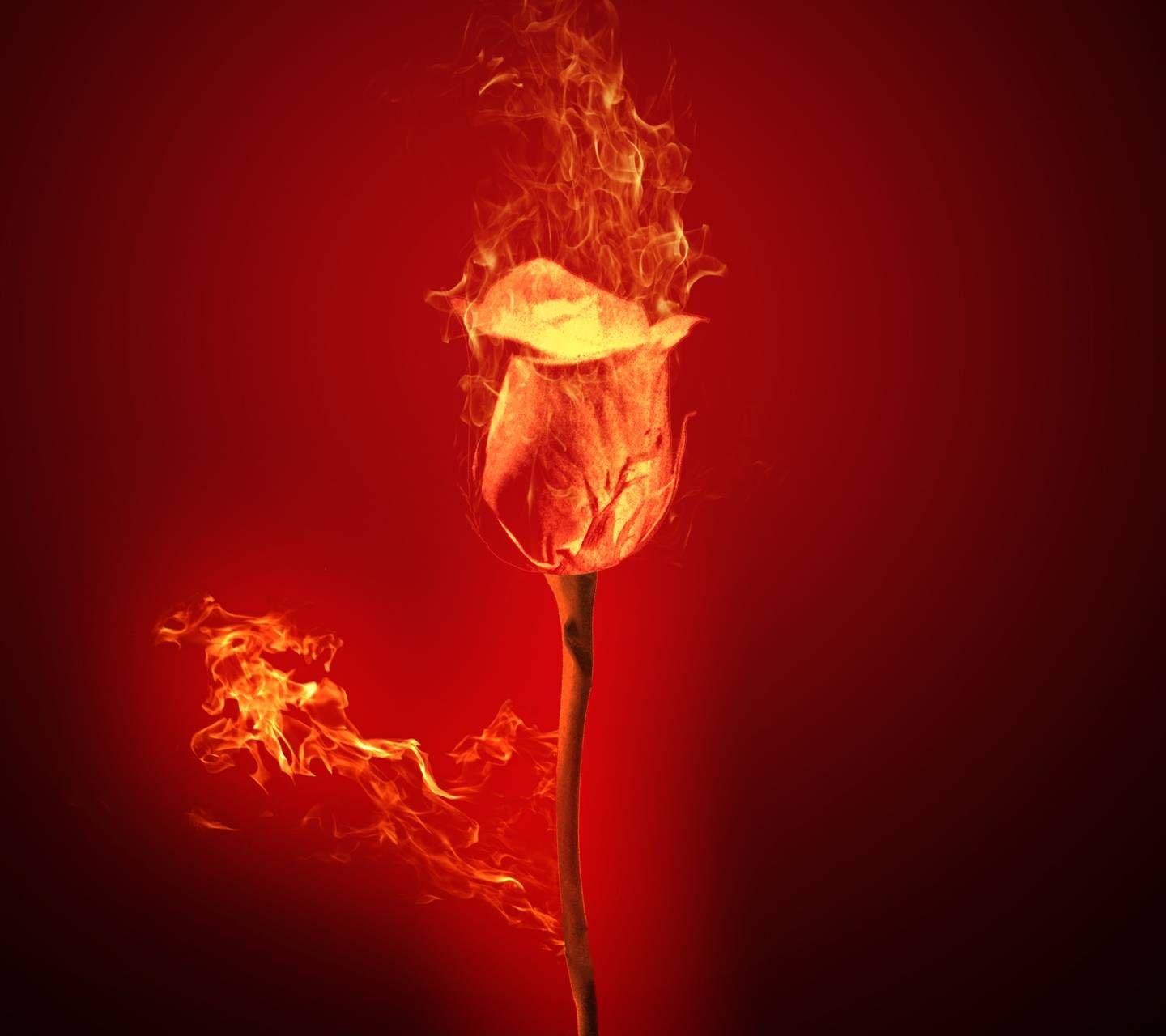 Hình nền hoa hồng lửa 1440x1280