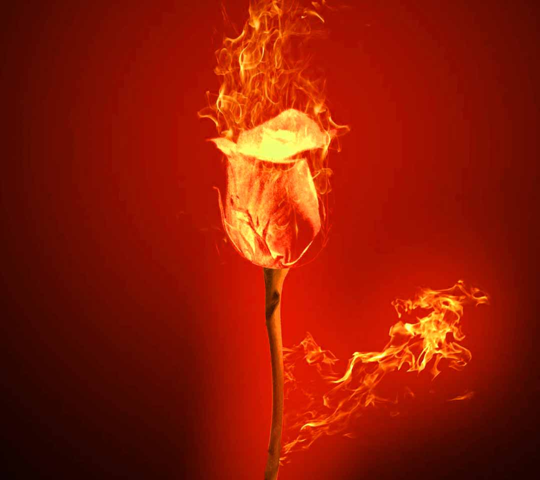 Hình nền hoa hồng lửa 1080x961