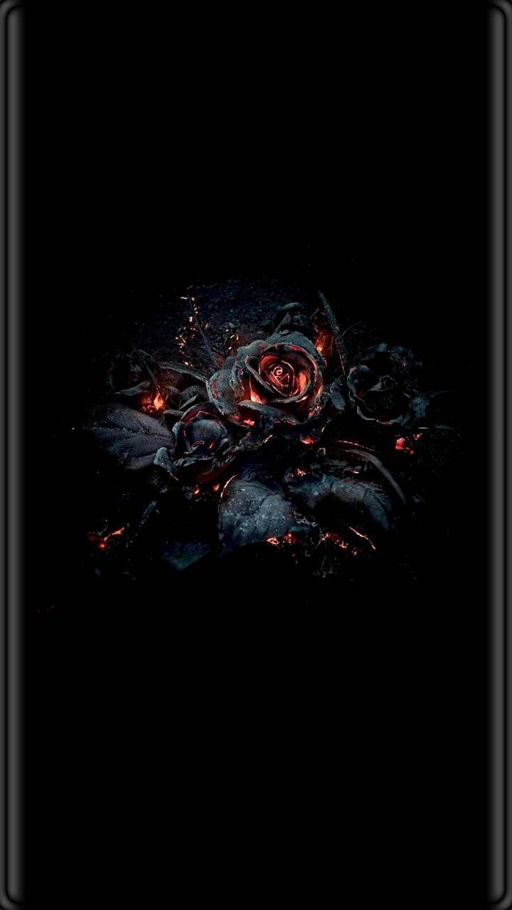 Hình nền hoa hồng mát mẻ 720x1280