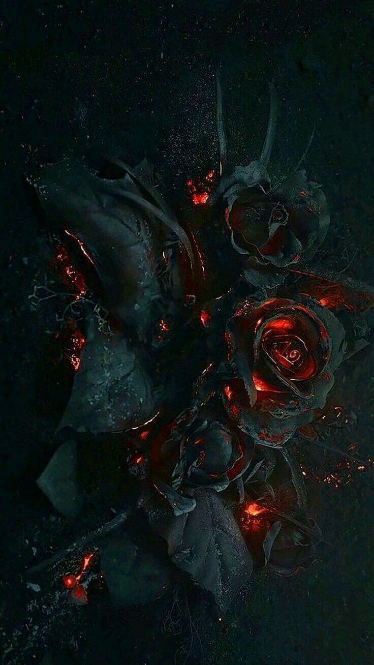 736x1308 Hoa hồng đen đang cháy