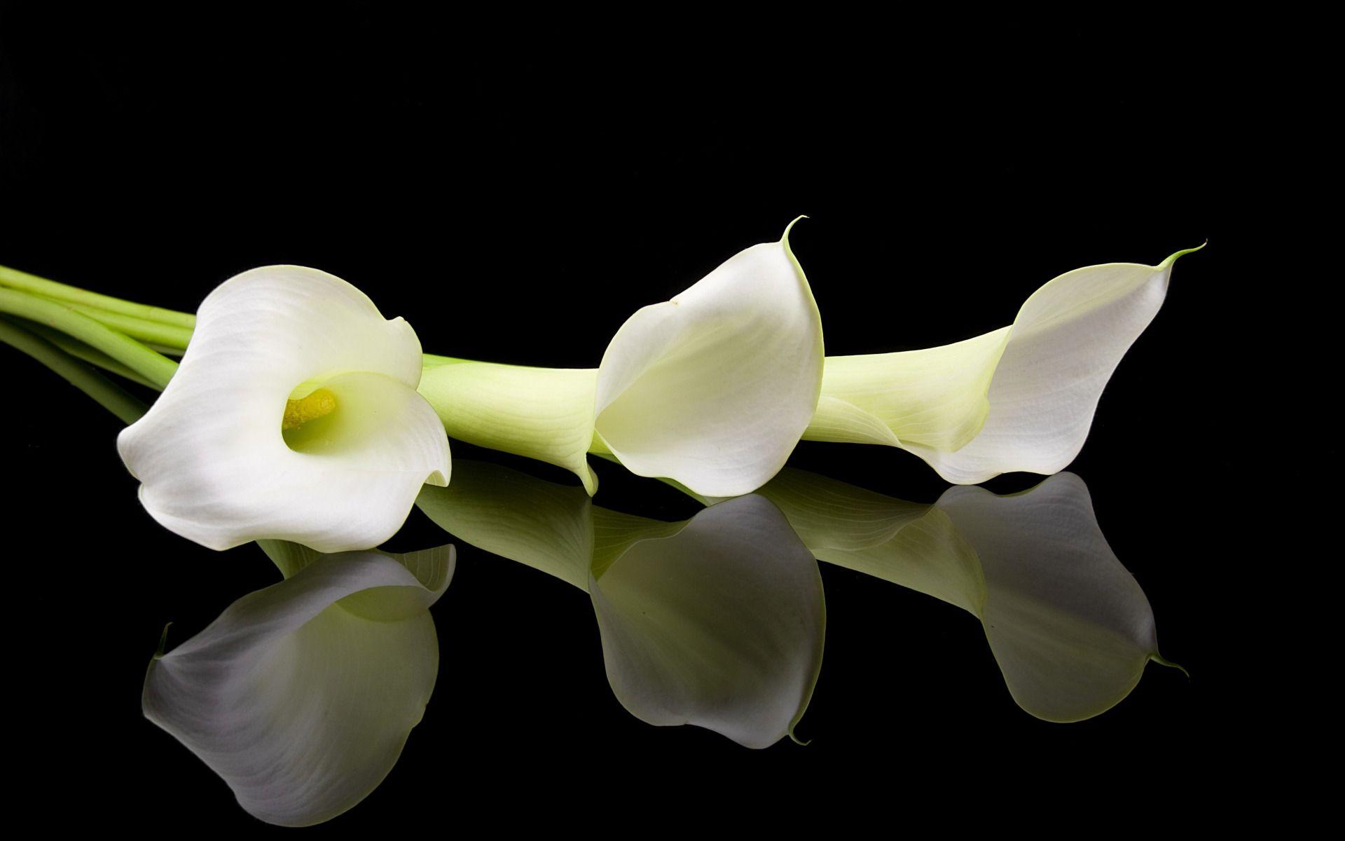 Sensitive Wallpapers - Top Free Sensitive Backgrounds - WallpaperAccess