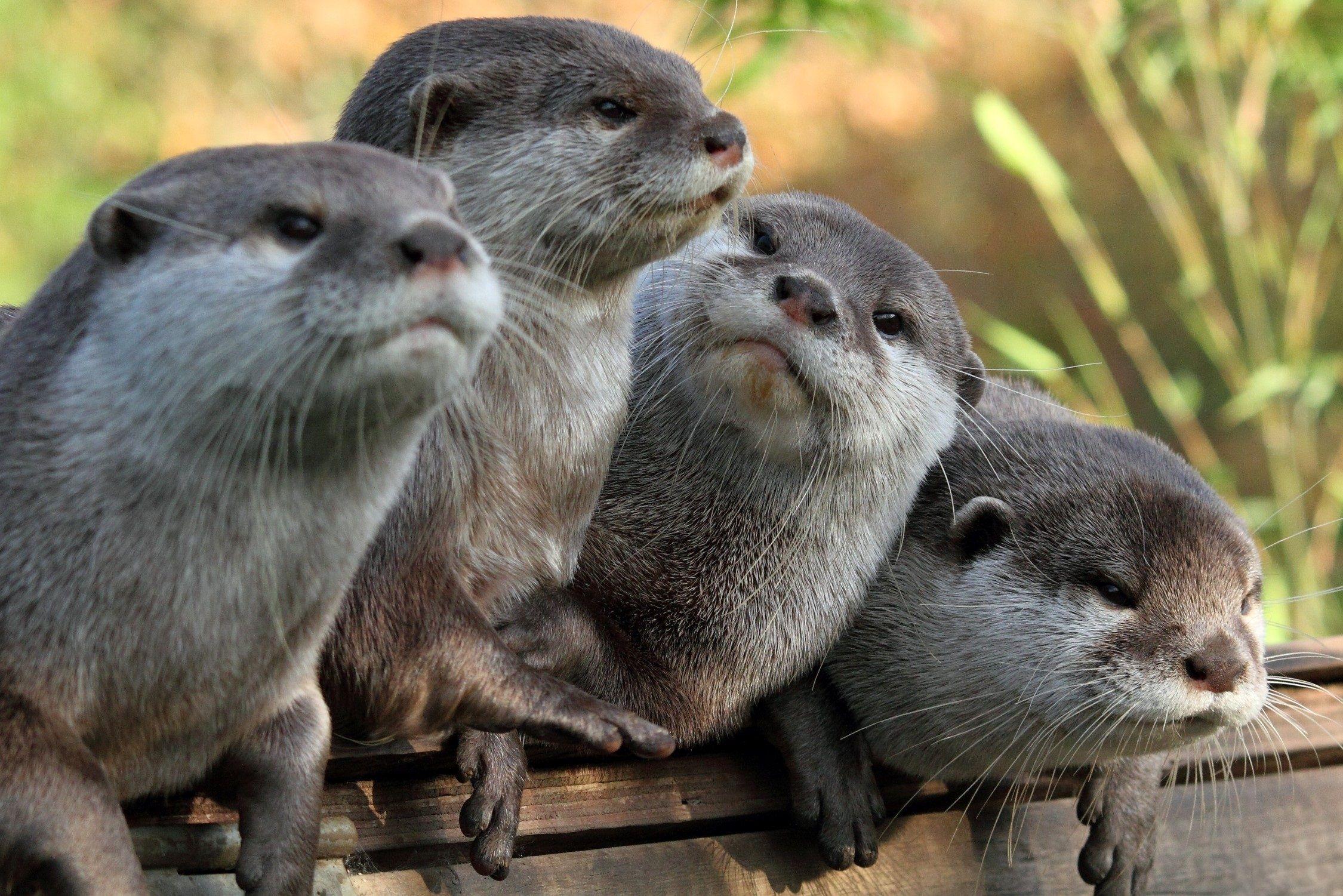 Cute Otters Wallpapers - Top Free Cute Otters Backgrounds - WallpaperAccess