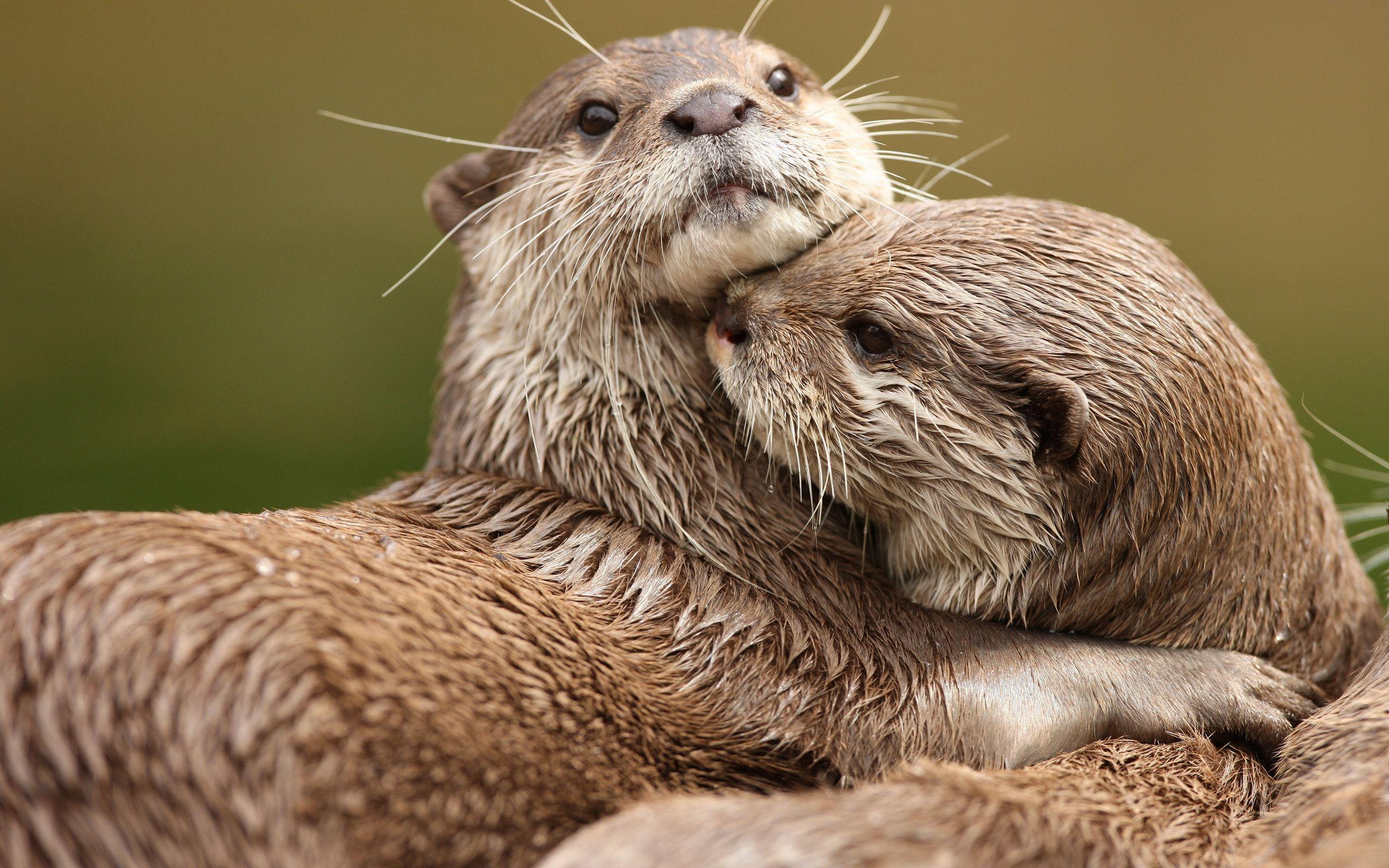 Cute Otters Wallpapers Top Free Cute Otters Backgrounds WallpaperAccess