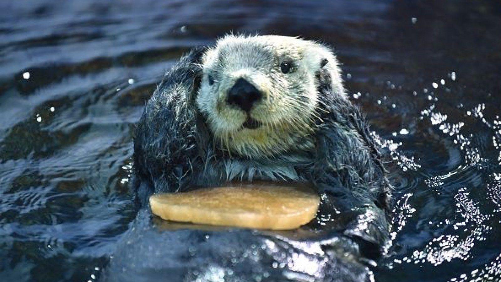 1600x900 Harry Potter Author J.K. Rowling Requests Cute Otter Photo Because Politics Are Depressing