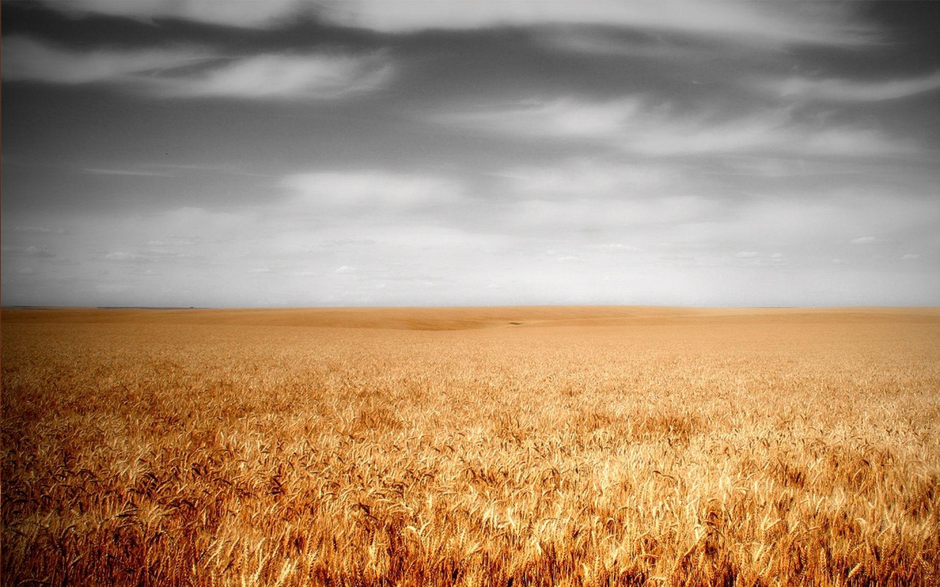 1920x1200 Wheat Field & Gray Sky wallpaper. Wheat Field & Gray Sky