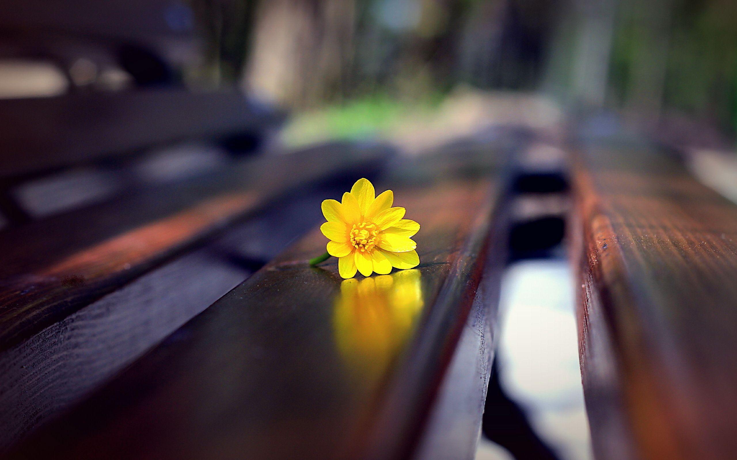 2560x1600 Still Life. Still life picture, Romantic wallpaper, Yellow flower wallpaper