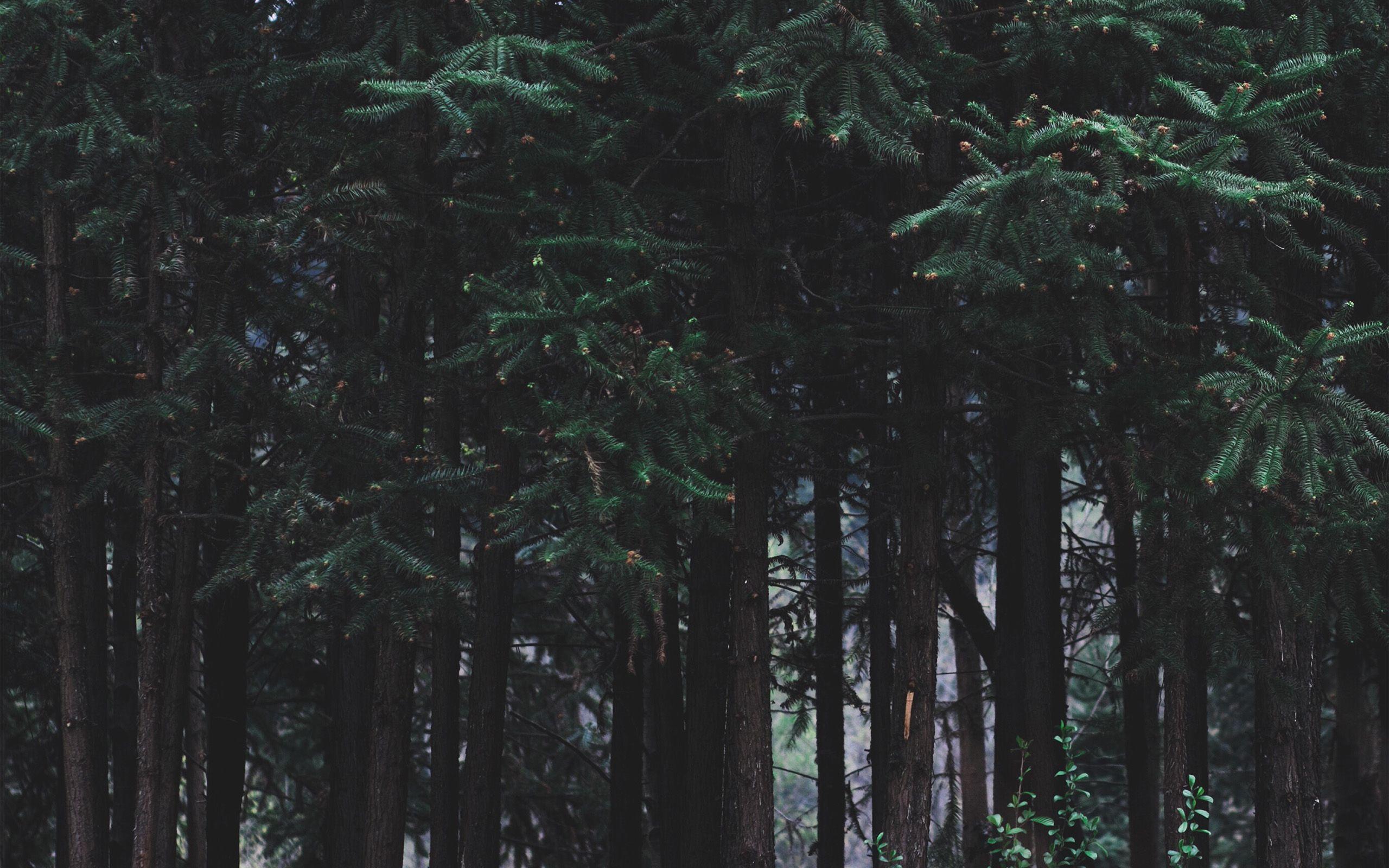2560x1600 Wood Forest Dark Night Tree Nature Wallpaper